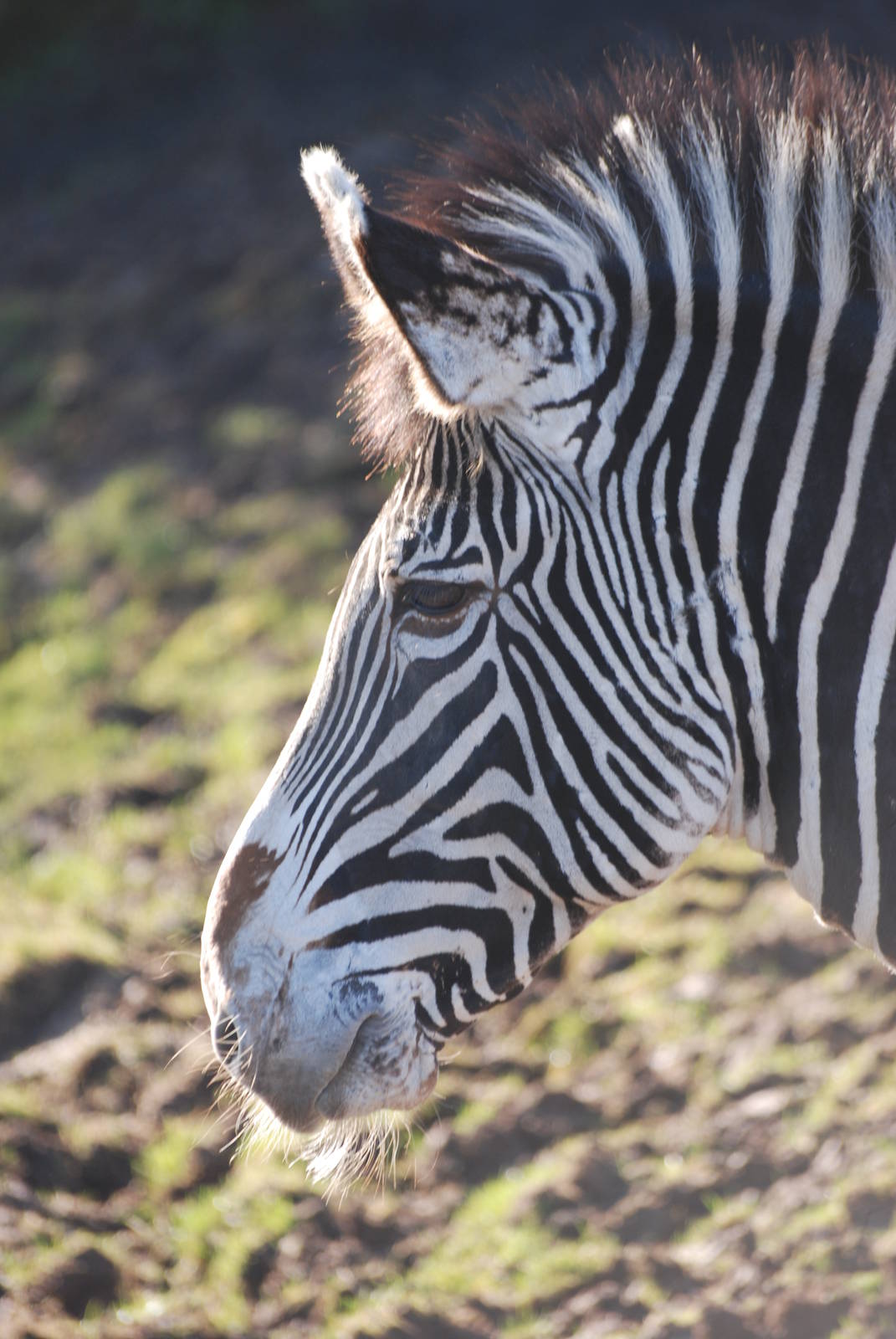 Grevy's Zebra at Chester, 19/02/12
