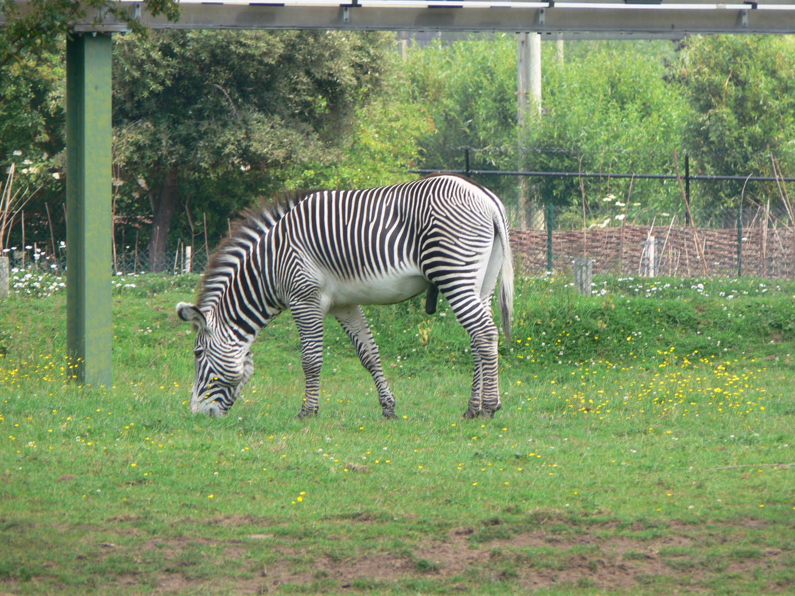 Grevy's Zebra at Chester Zoo, 06/07/13