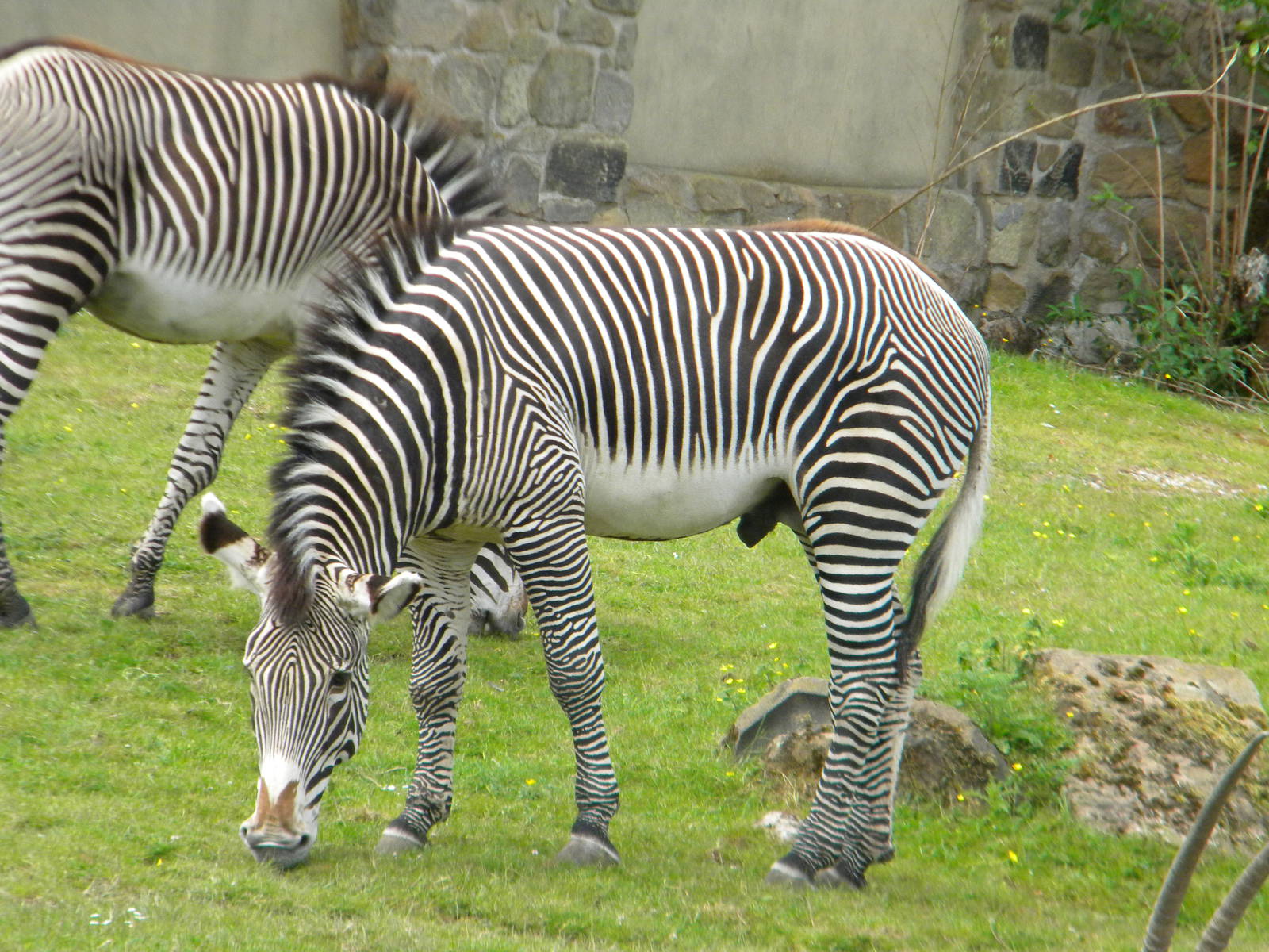 Grevy's Zebra at Chester Zoo 11/06/11