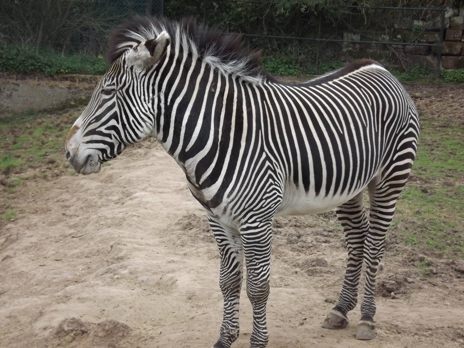 Grevy's Zebra at Chester Zoo 31/03/12