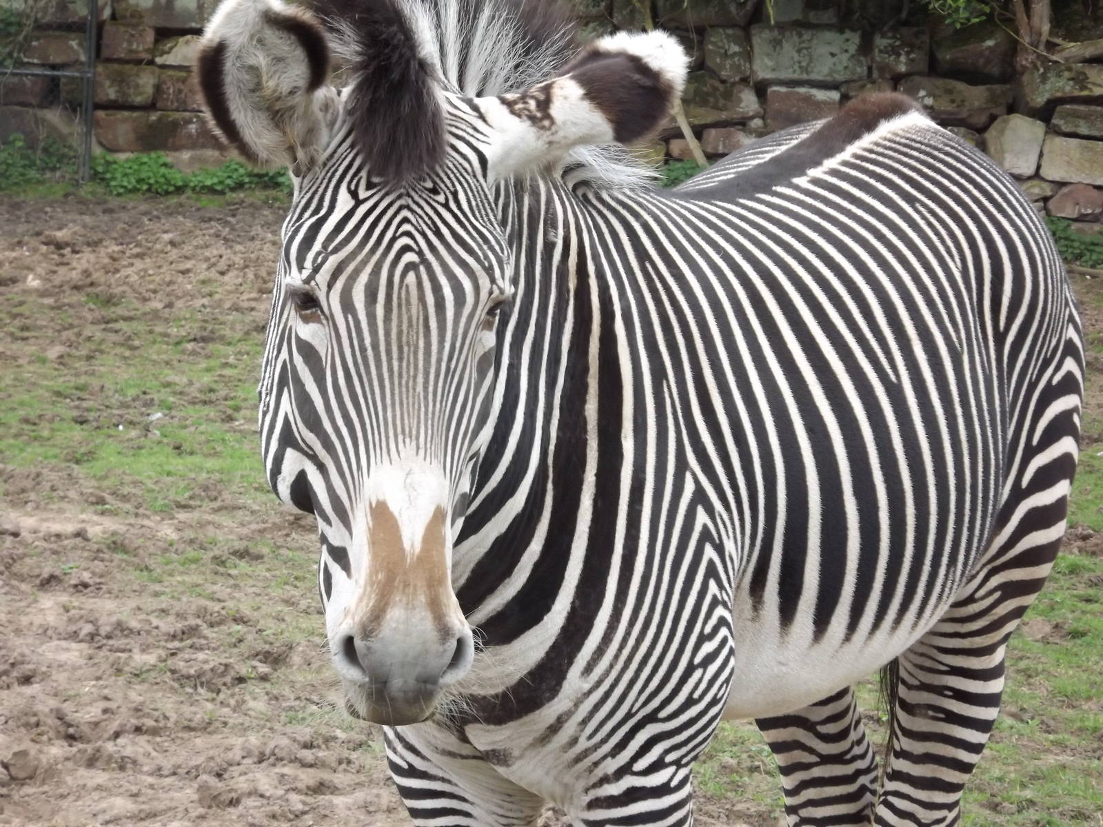 Grevy's Zebra at Chester Zoo 31/03/12