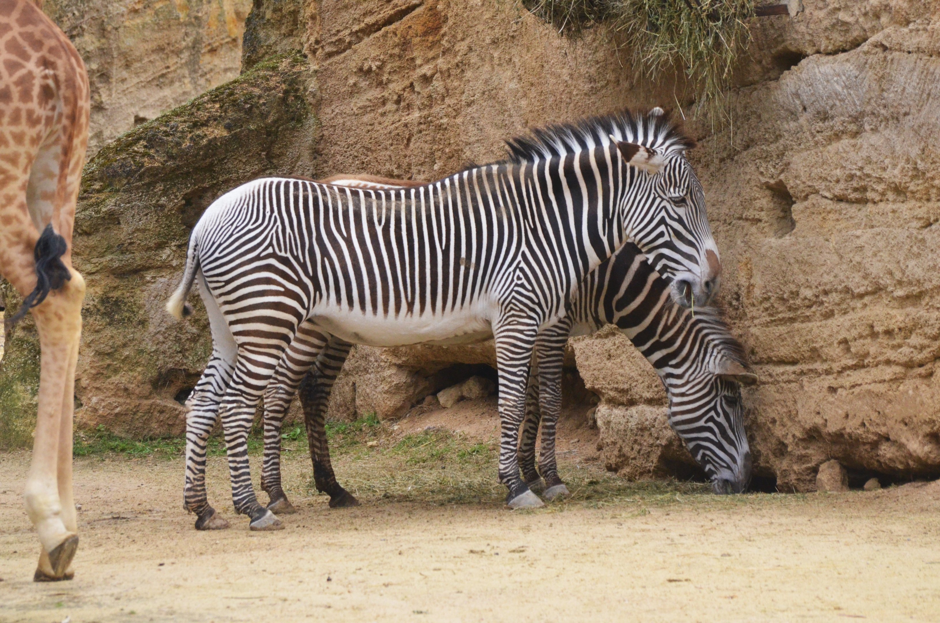 Grevy's Zebra at Doué-la-Fontaine, 15/06/18