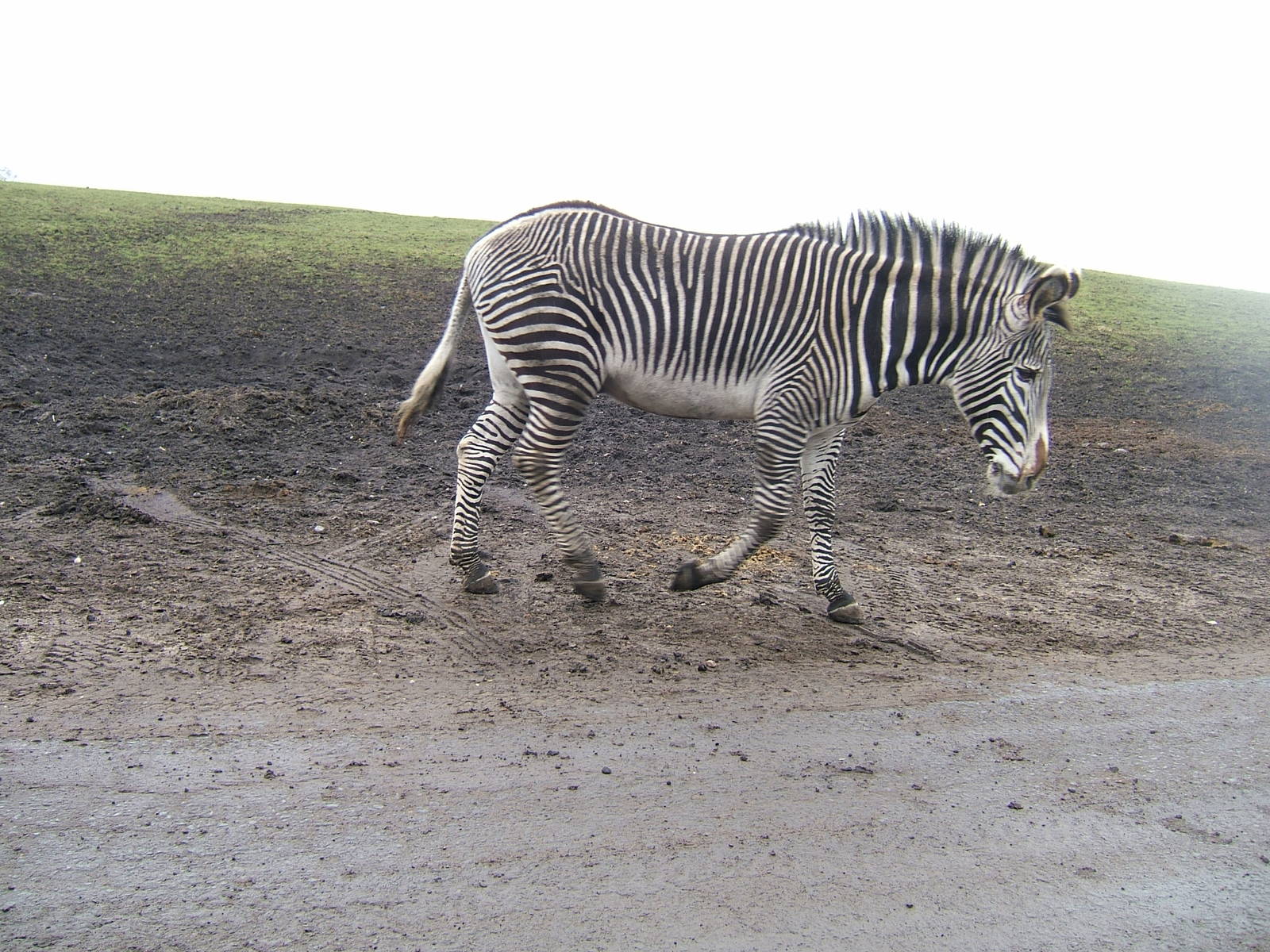 Grevy's zebra at West Midland Safari Park, 13 February 2010