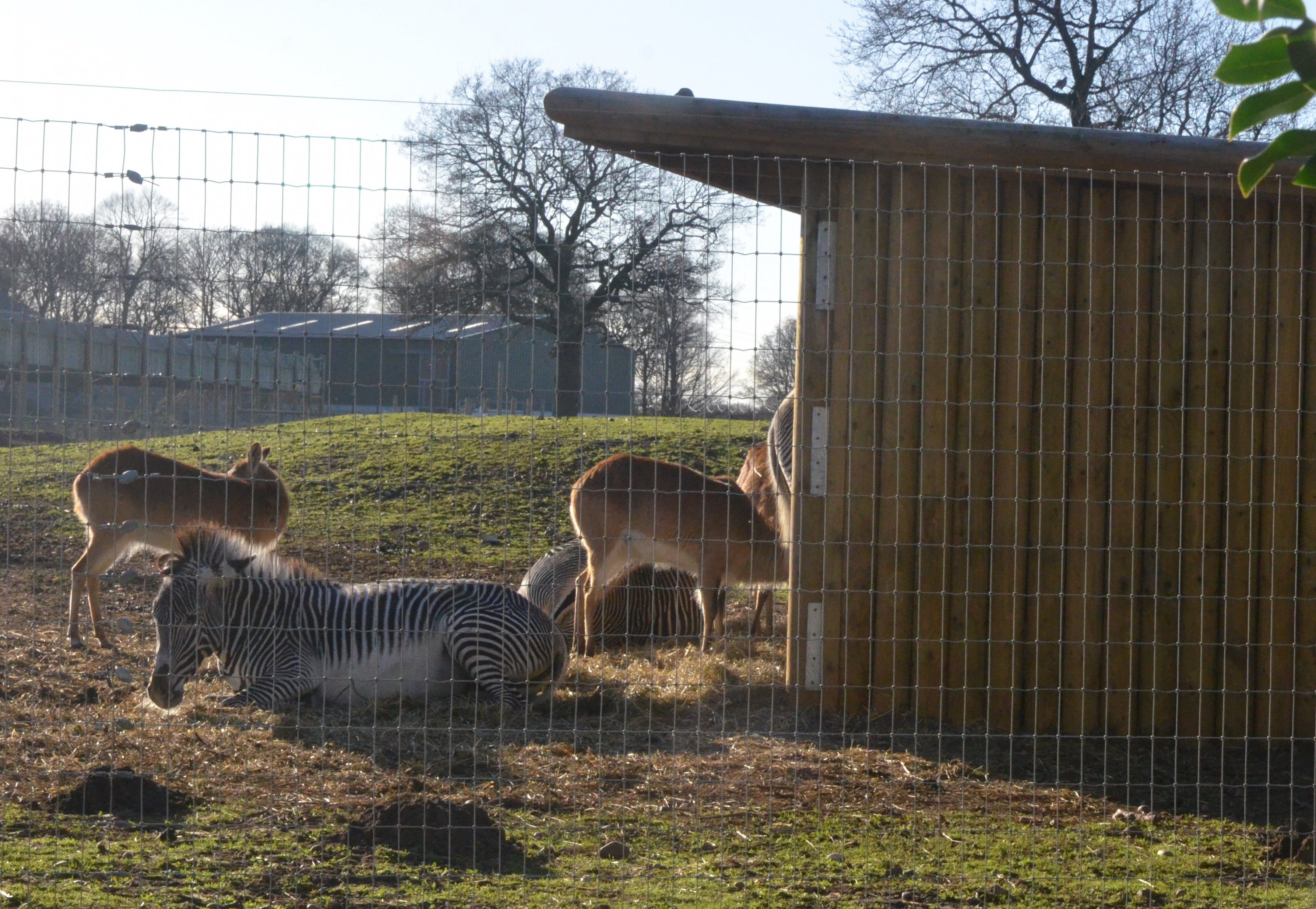 Grevy's Zebra at Yorkshire WP, 14/01/17