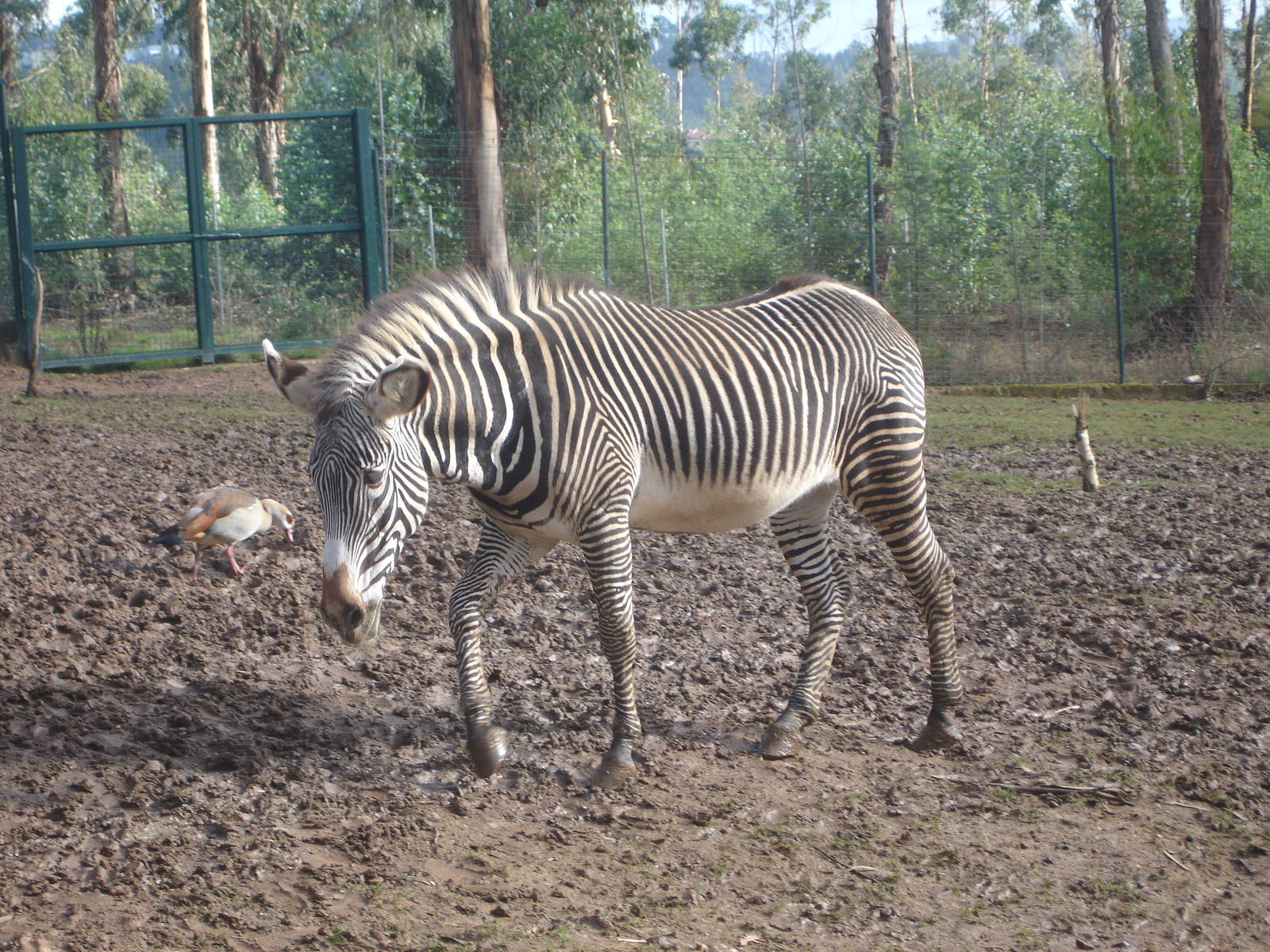 Grevy's Zebra at Zoo Santo Inacio, 30/12/12