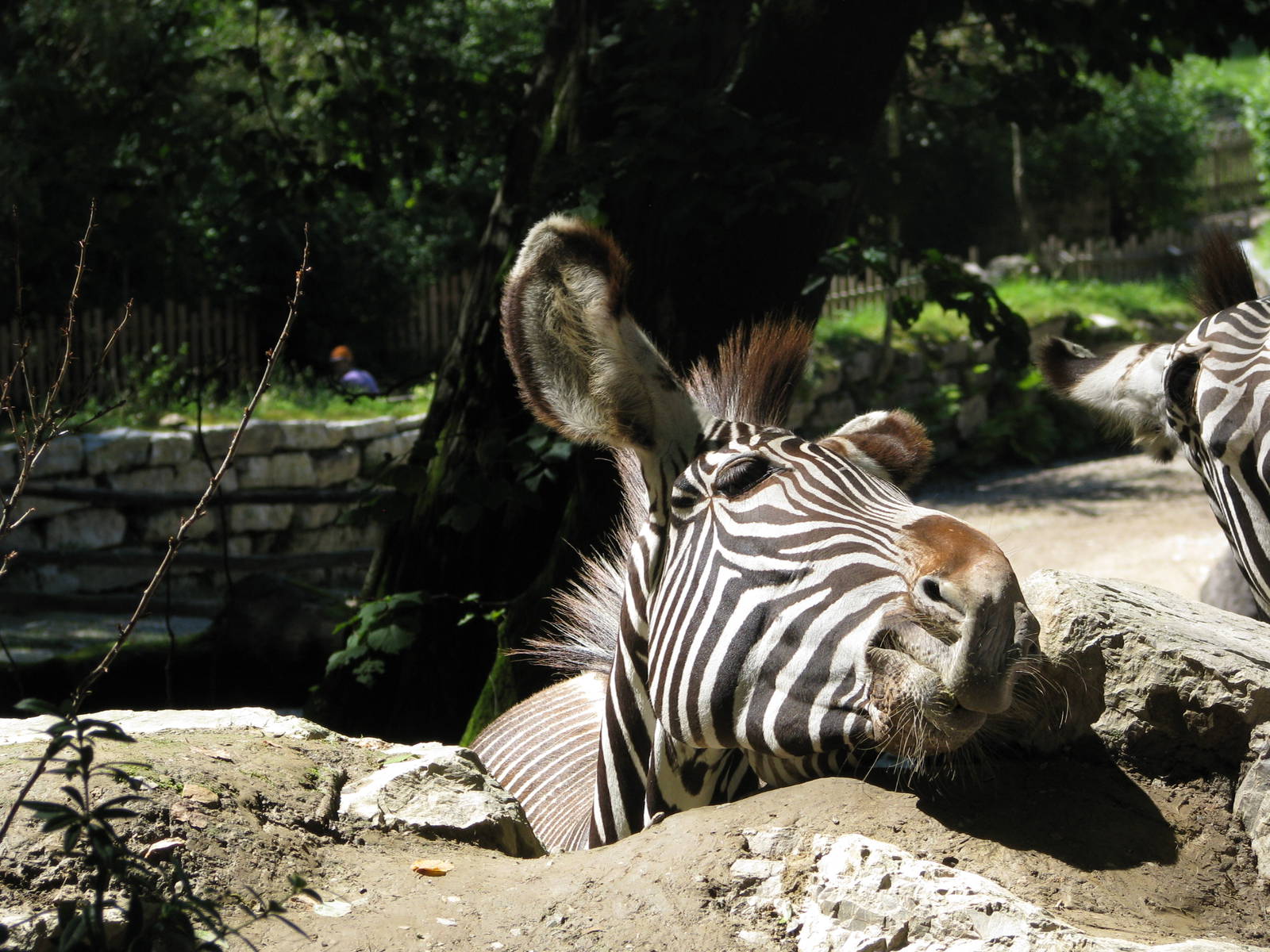Grevy's zebra - August 2011