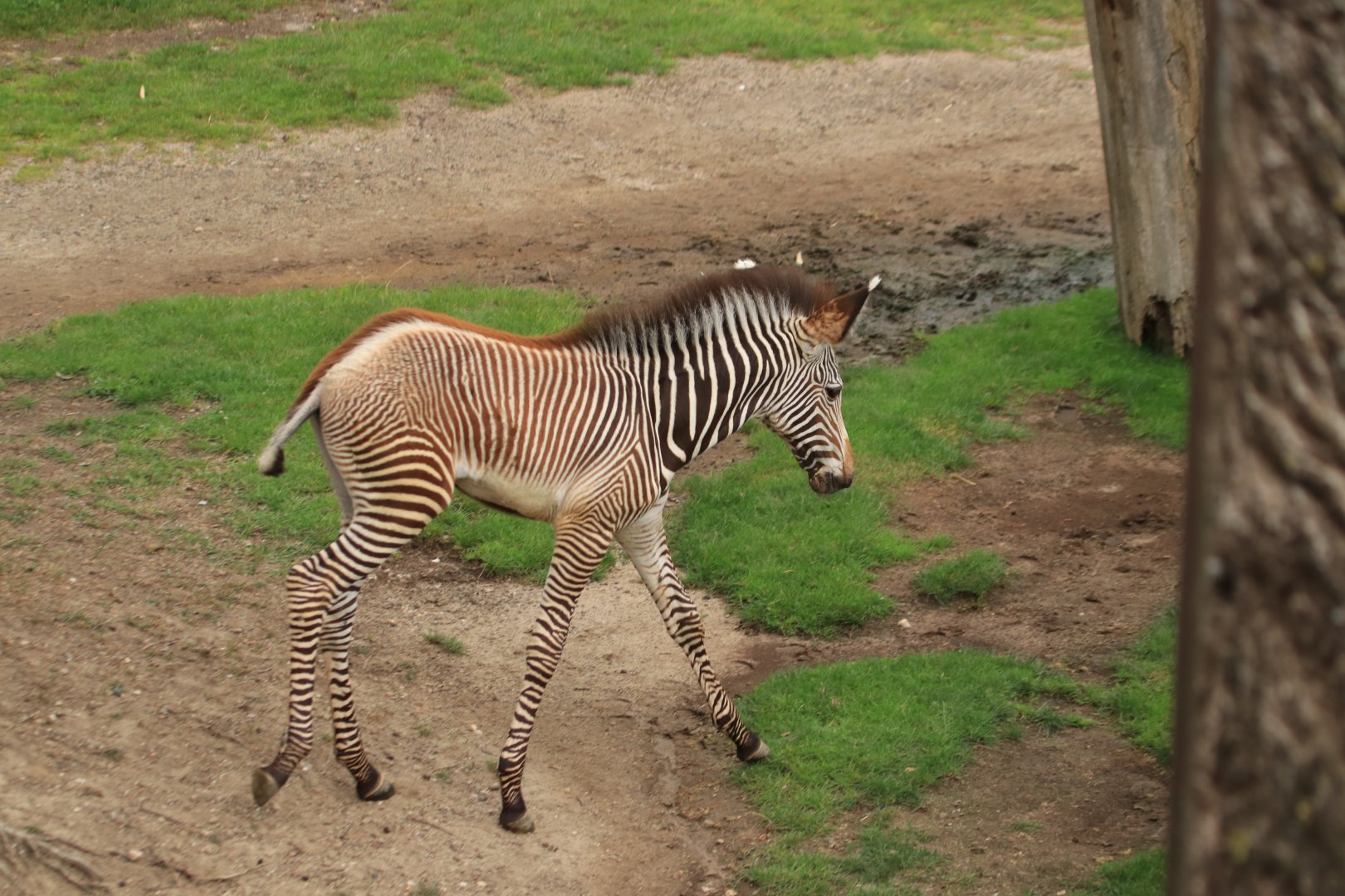 Grévy's zebra (August 2019)