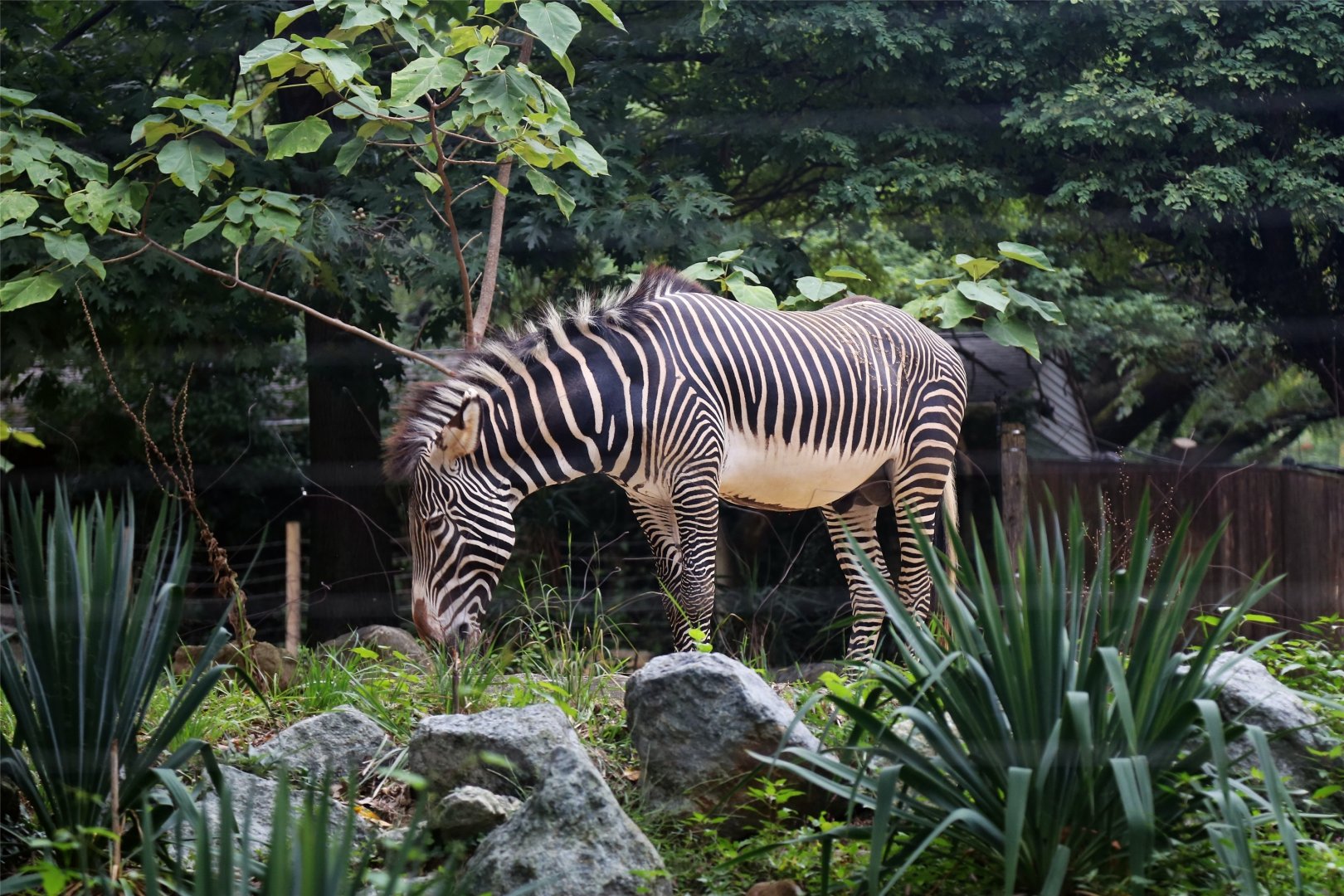 Grevy's Zebra, August 2019