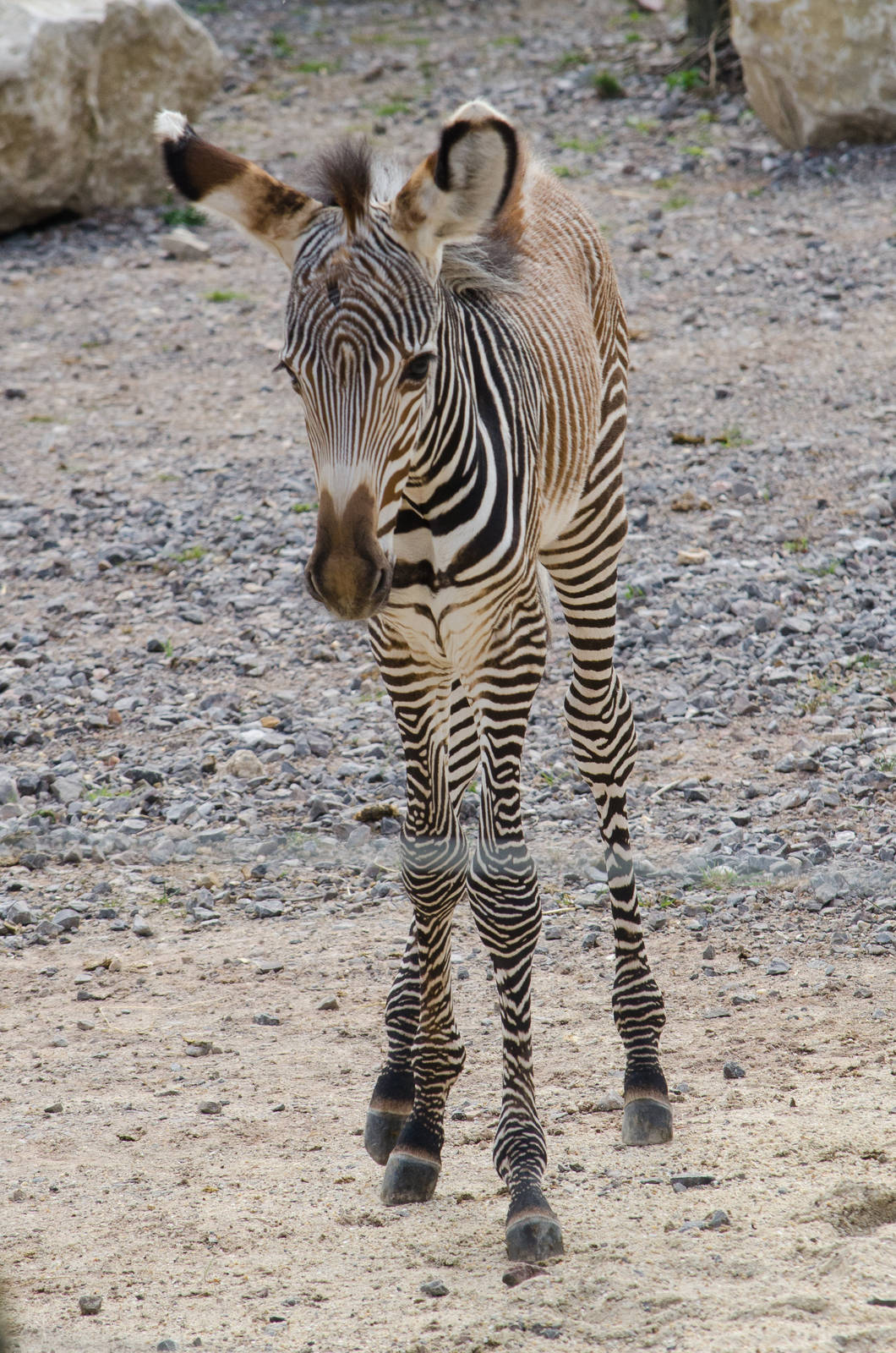 Grevy's Zebra baby