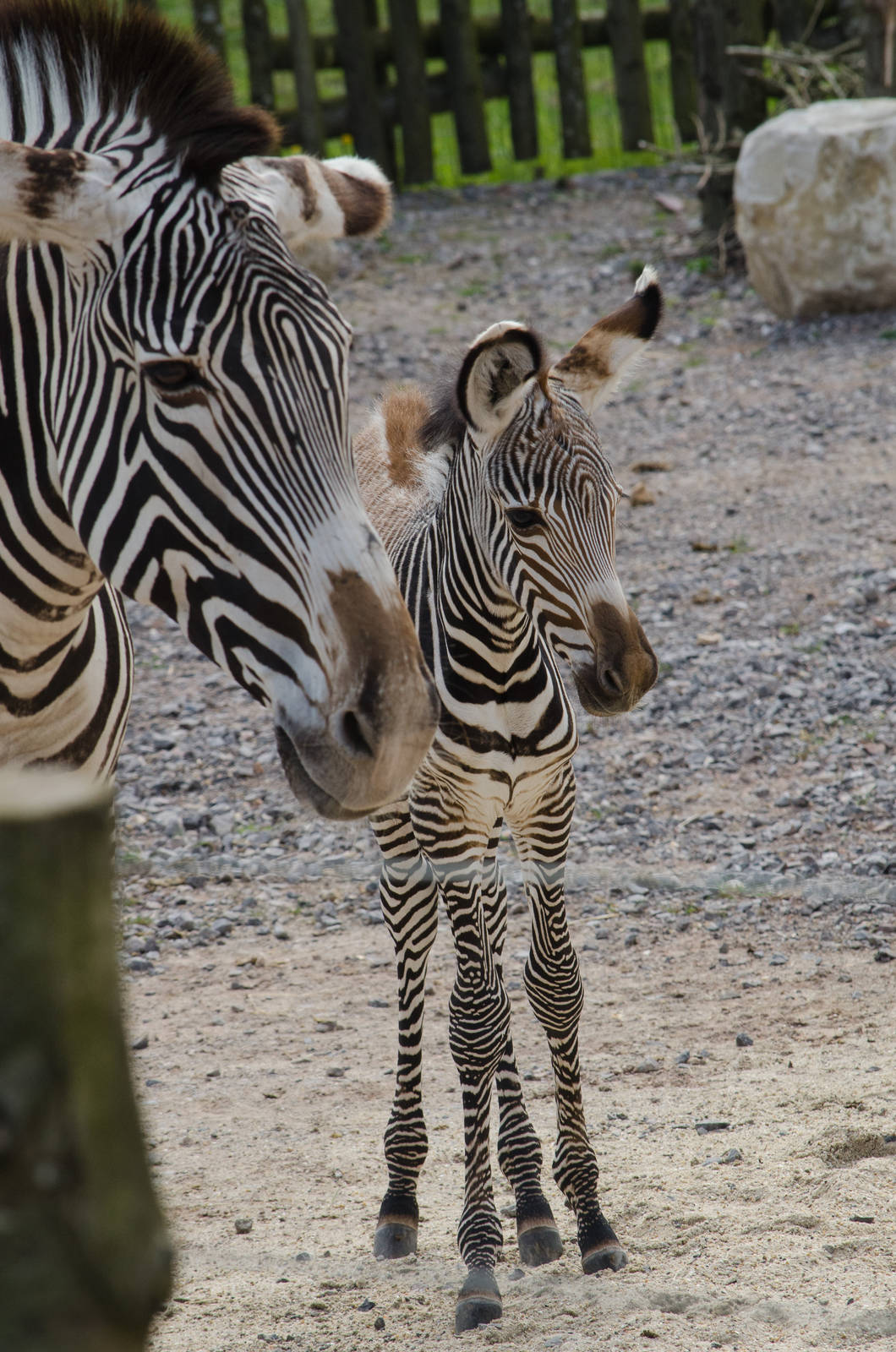 Grevy's Zebra baby