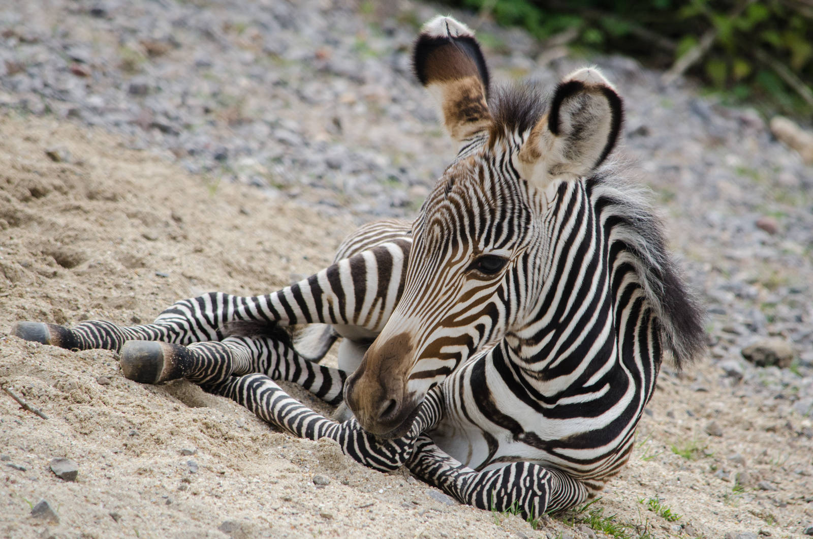 Grevy's Zebra baby