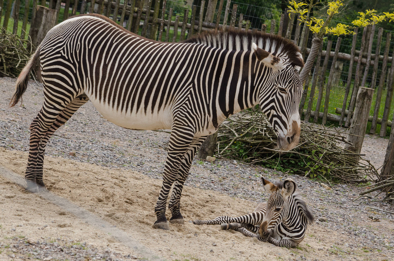 Grevy's Zebra baby