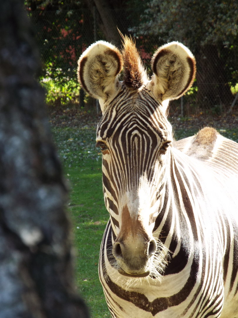 Grevy's Zebra, Banham Zoological Gardens