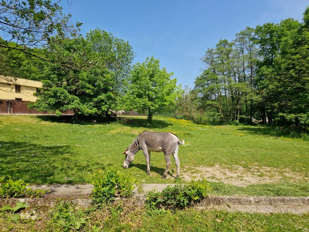 Grevy's Zebra/Beisa oryx paddock