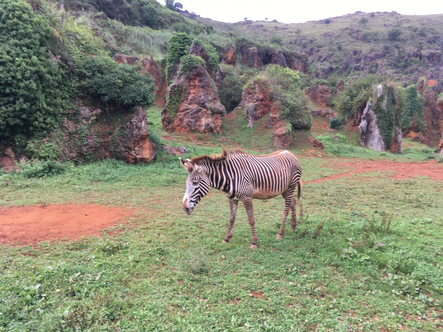 Grevy's zebra-Cabarceno 2019