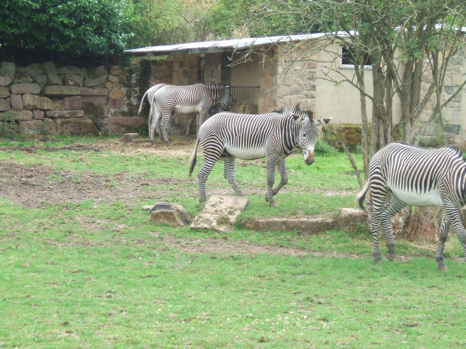 Grevy's Zebra, Chester Zoo, 2006