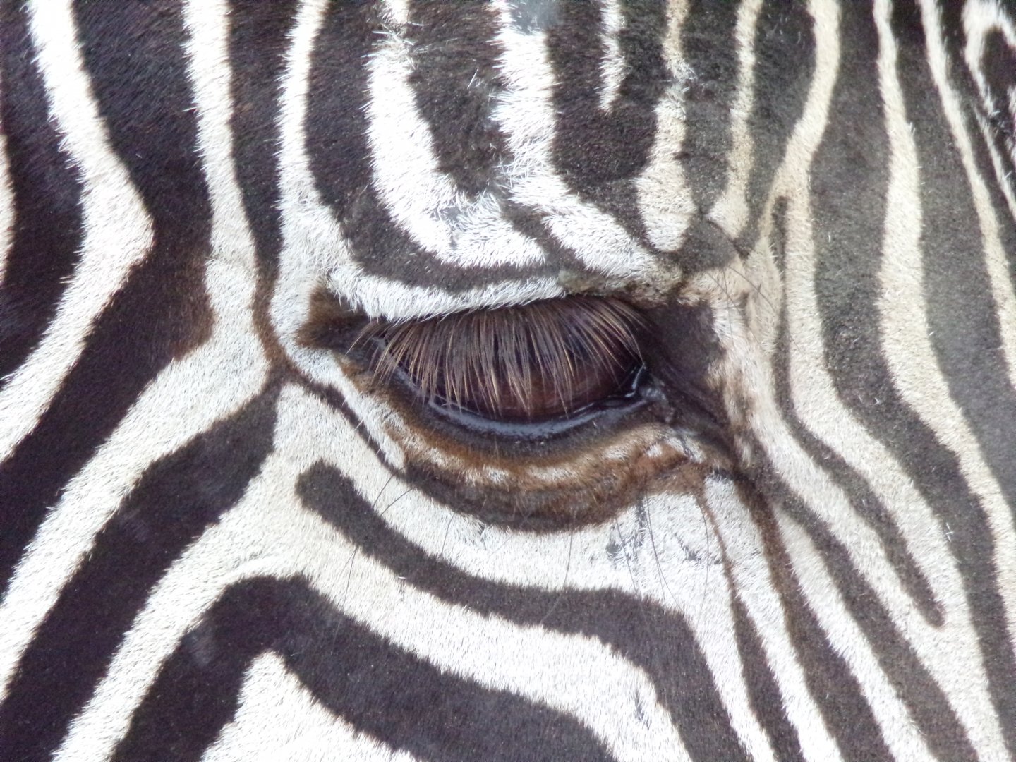 Grevy's Zebra close-up eye - Réserve Africaine de Sigean (2024)