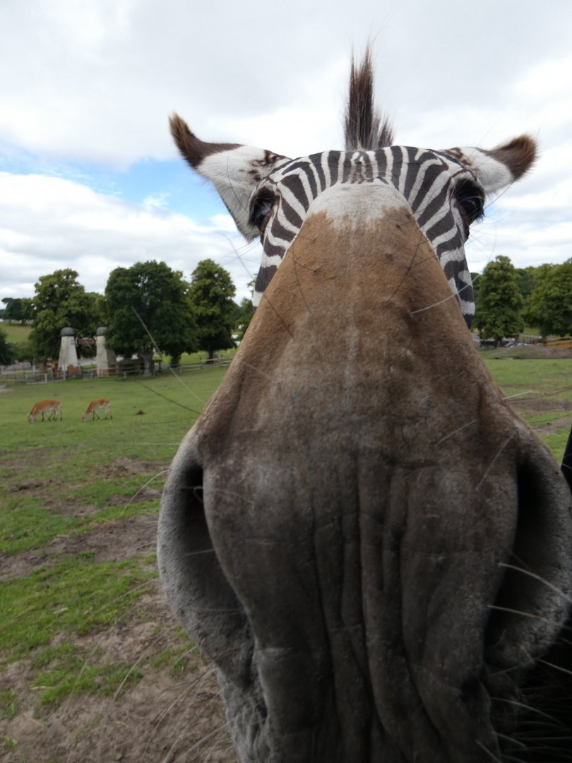 Grevy's zebra close-up
