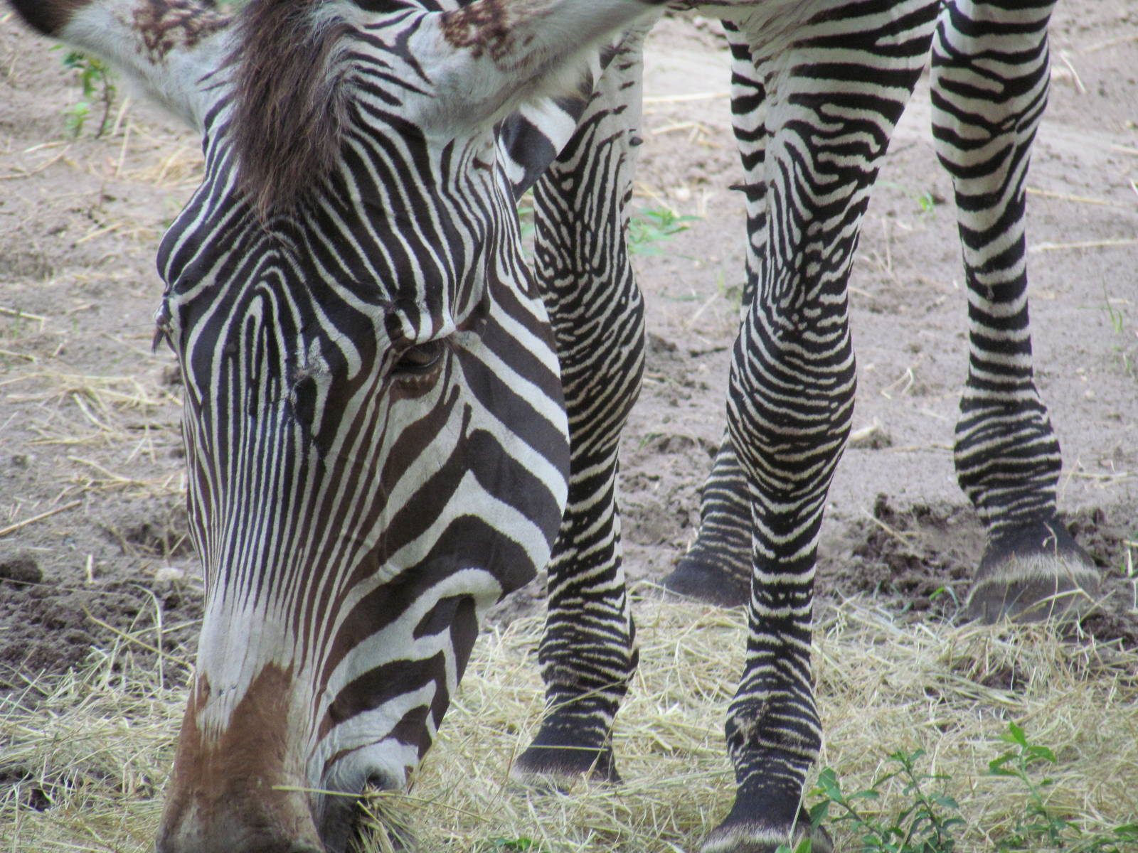 Grevy's Zebra Closeup