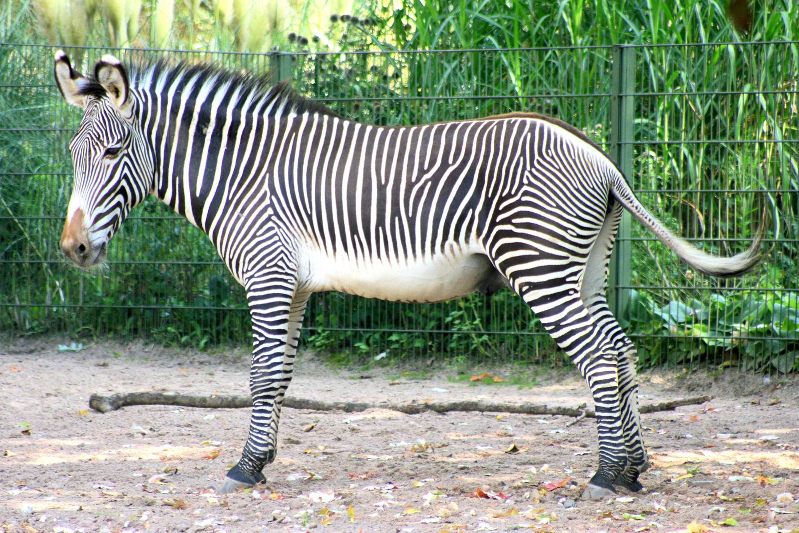 Grevy's zebra; Cologne; 5th September 2014