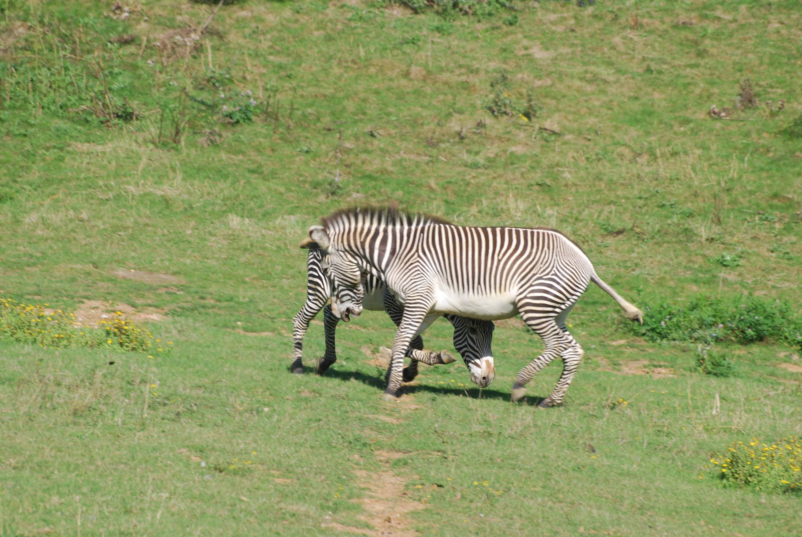 Grevy's zebra confrontation