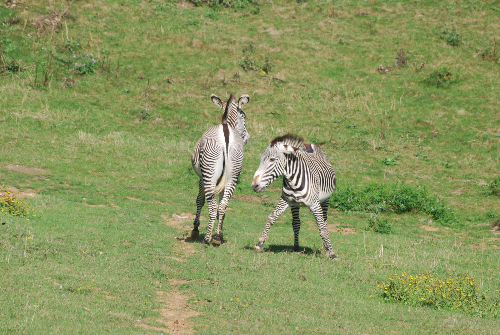 Grevy's zebra confrontation