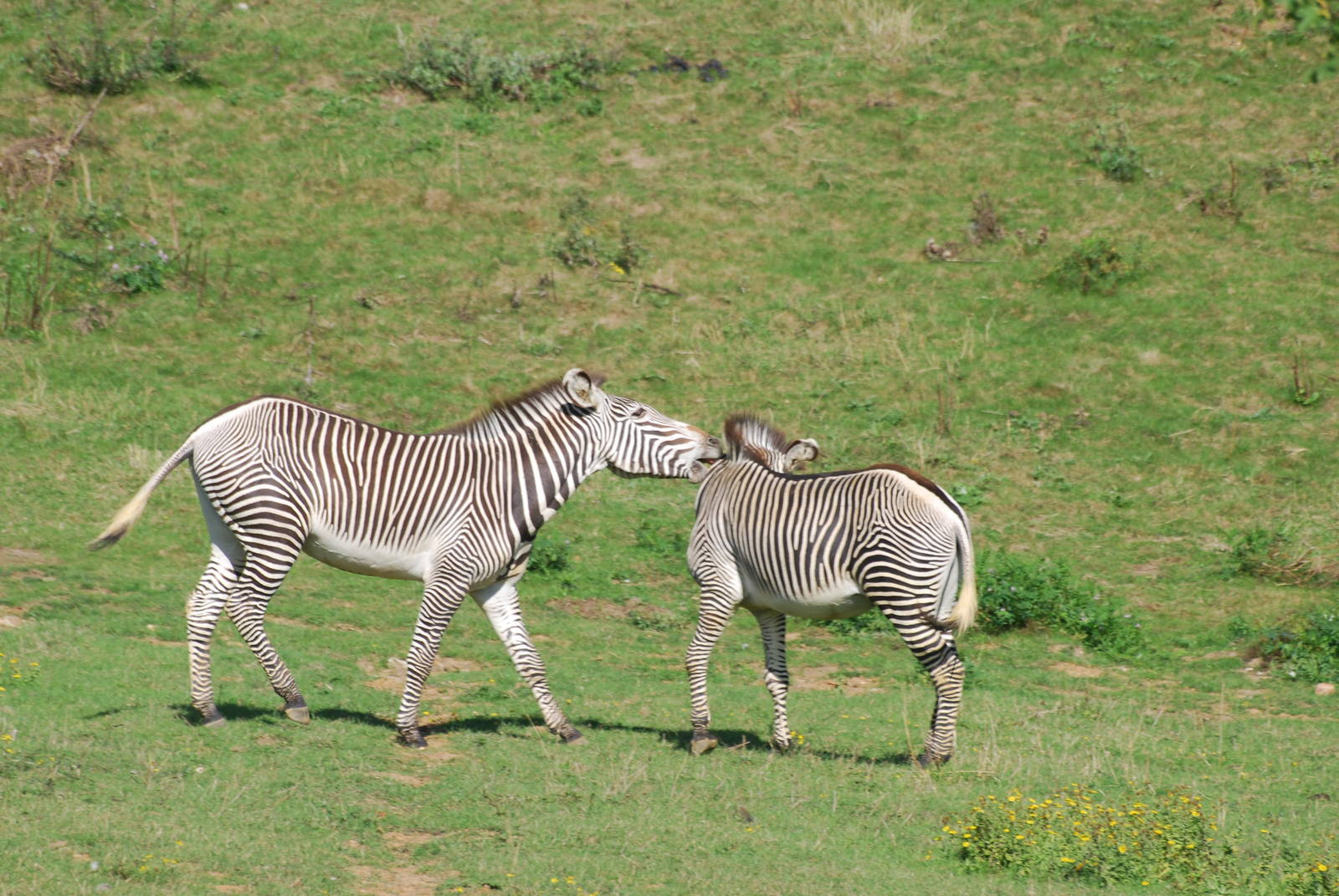 Grevy's zebra confrontation
