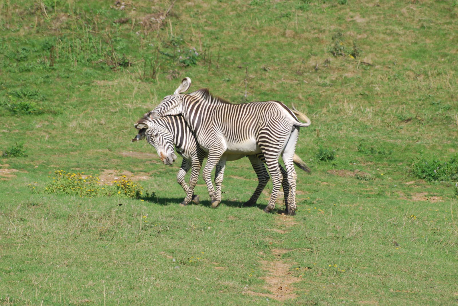 Grevy's zebra confrontation