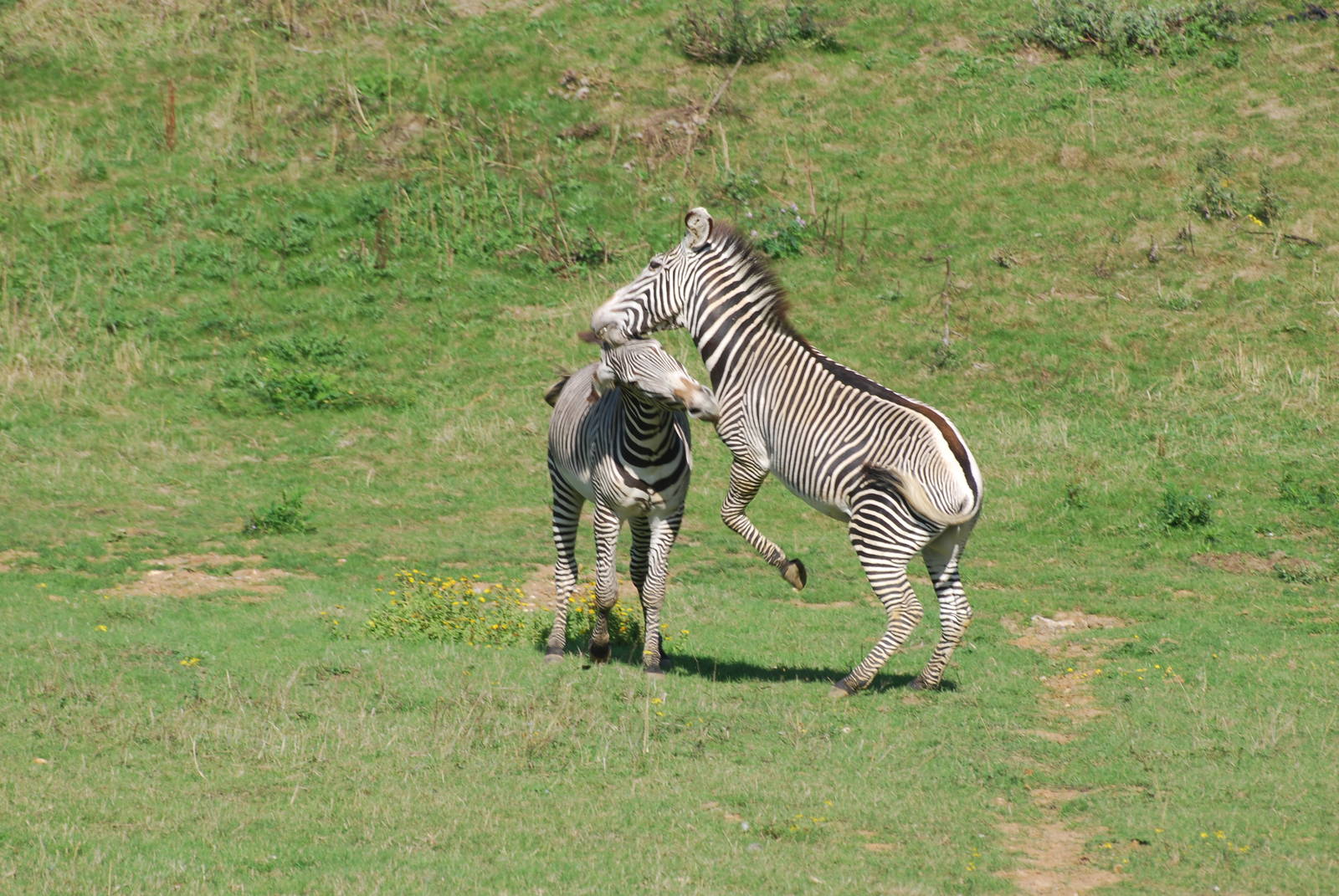 Grevy's zebra confrontation