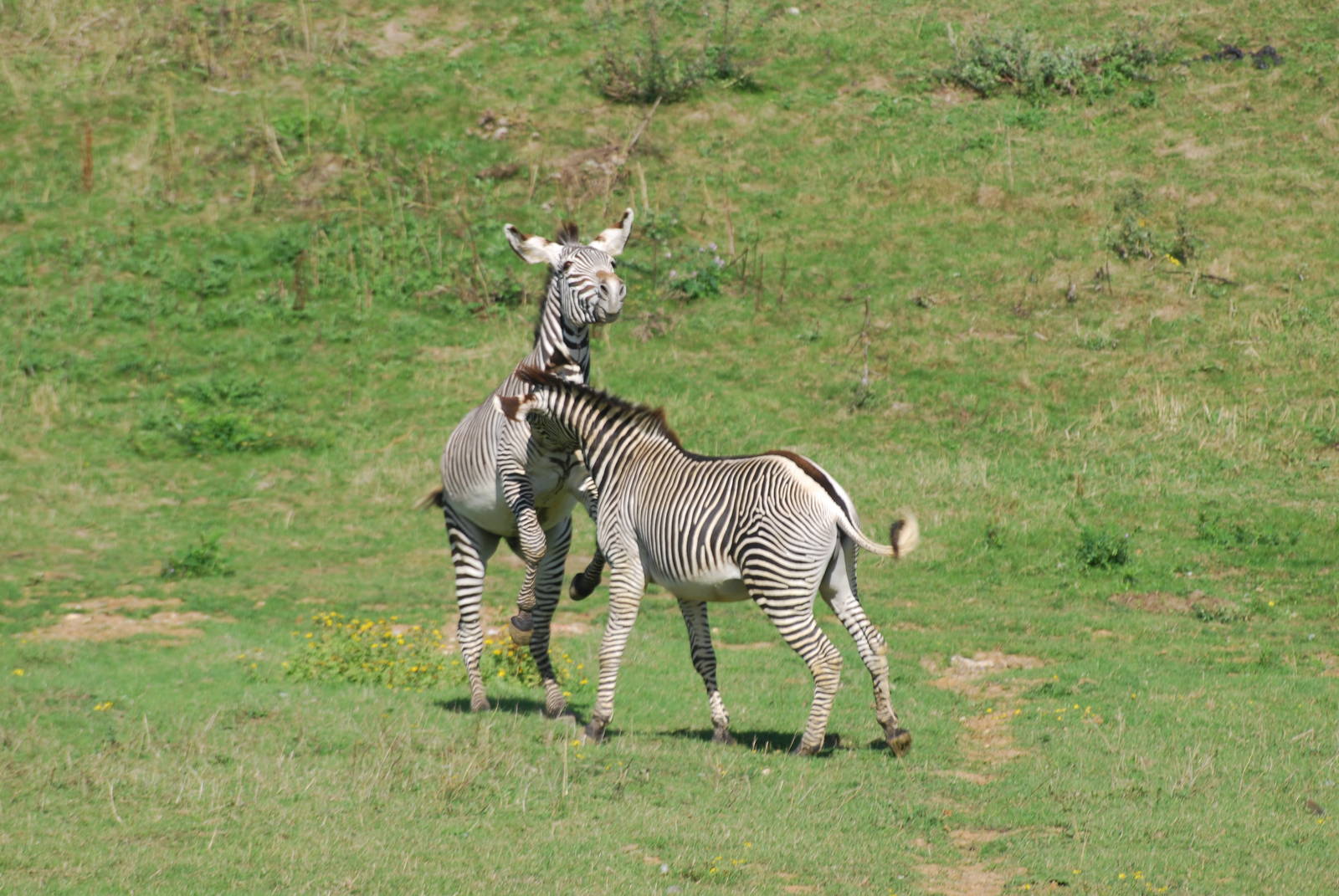 Grevy's zebra confrontation
