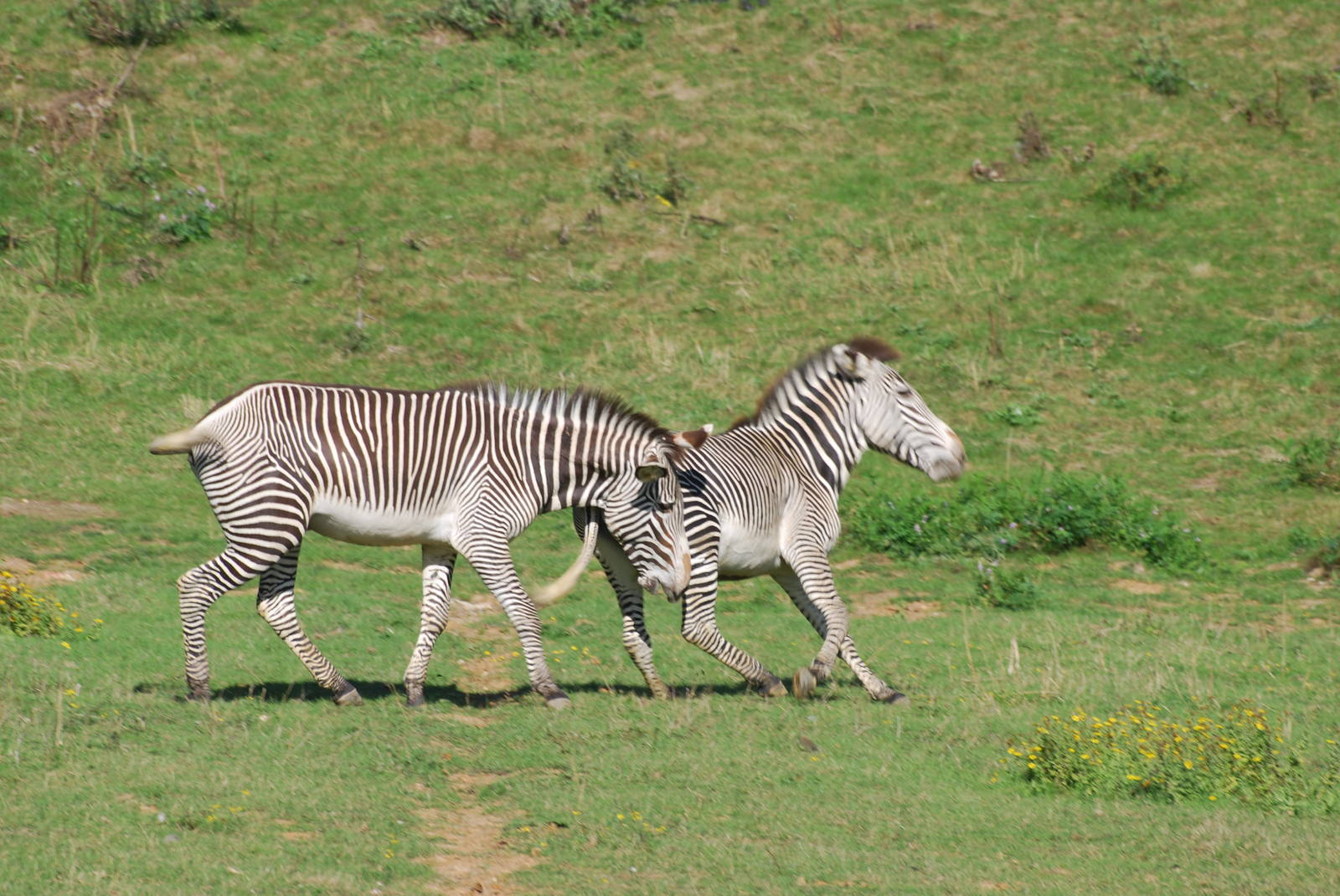 Grevy's zebra confrontation