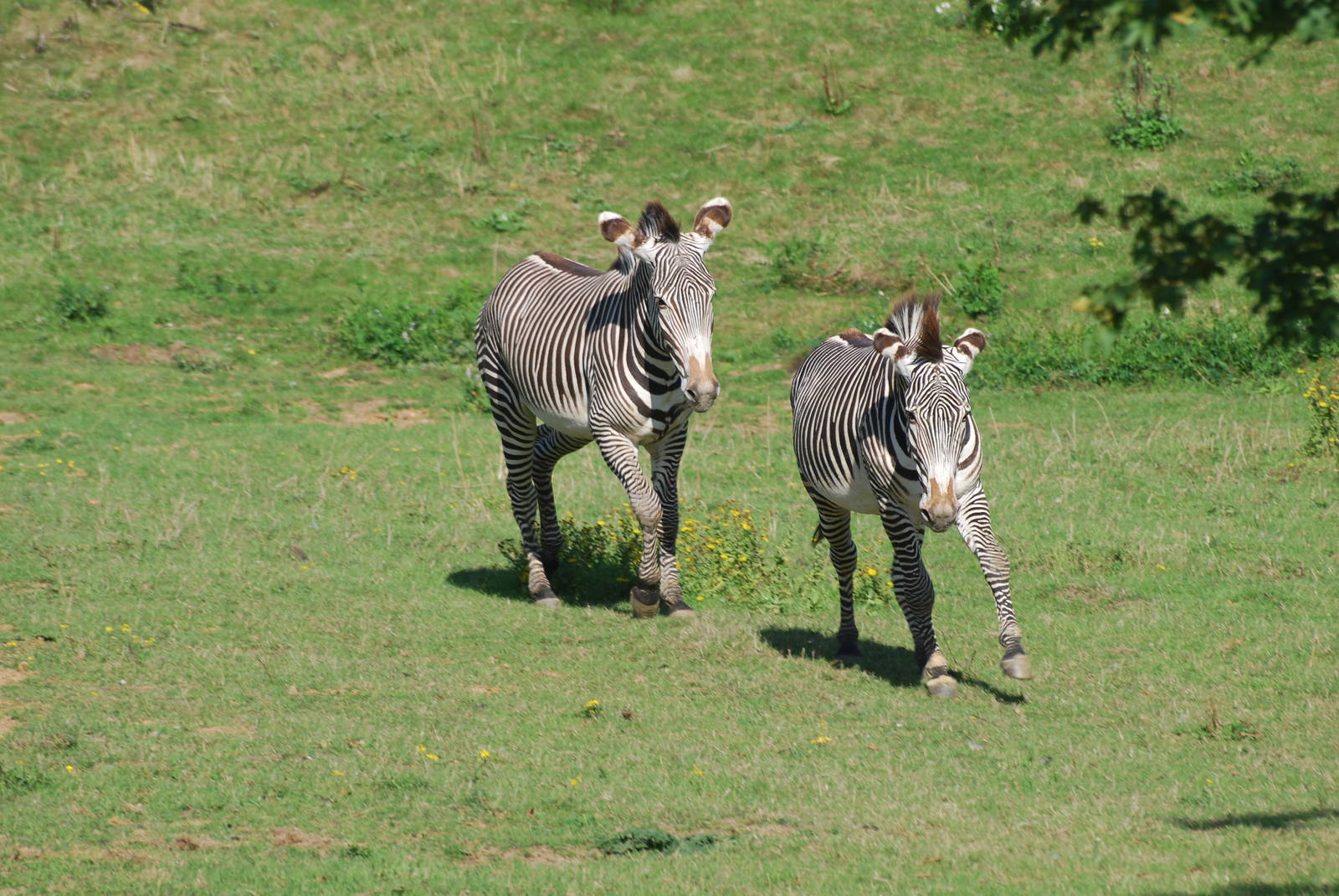 Grevy's zebra confrontation