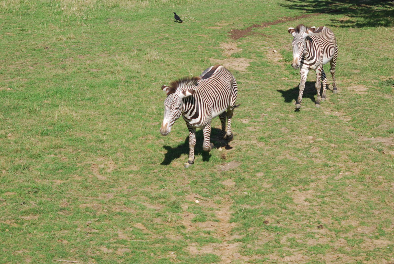 Grevy's zebra confrontation