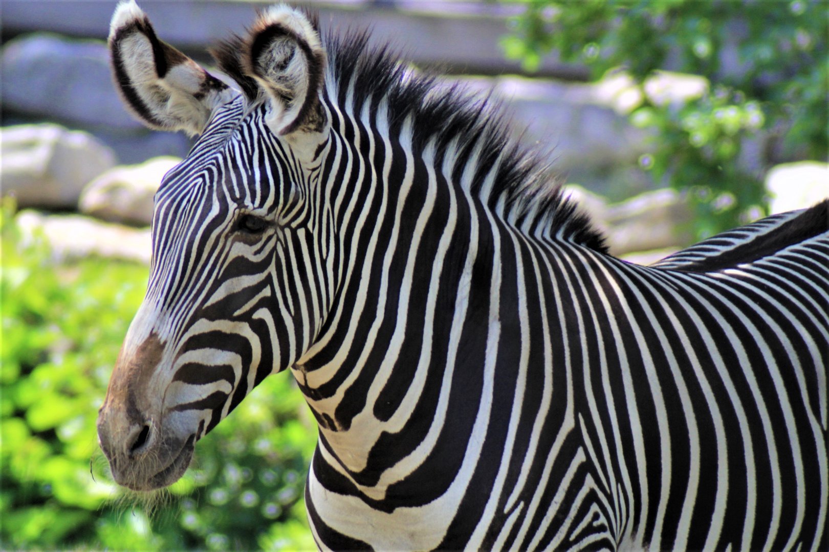 Grevy's Zebra, Detroit Zoo