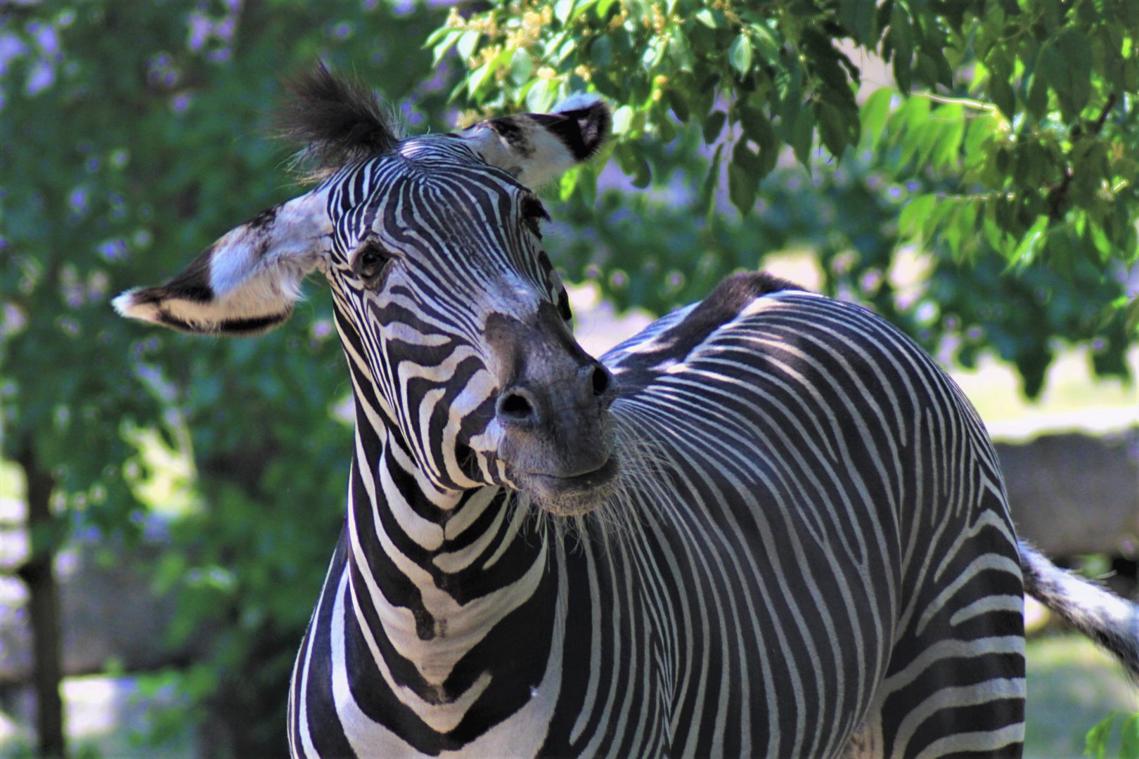 Grevy's Zebra, Detroit Zoo