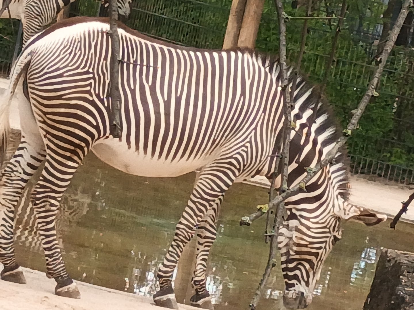 Grevys Zebra drinking Water