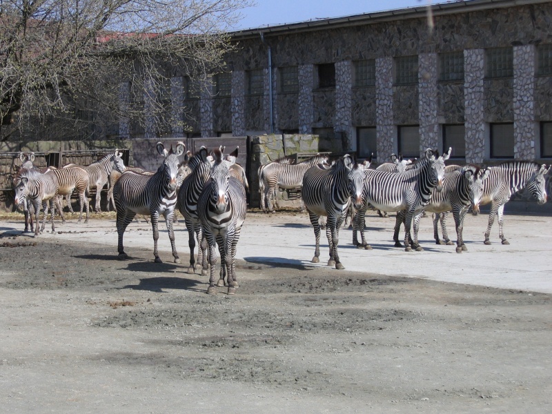 Grevy's zebra @ Dvur Kralove