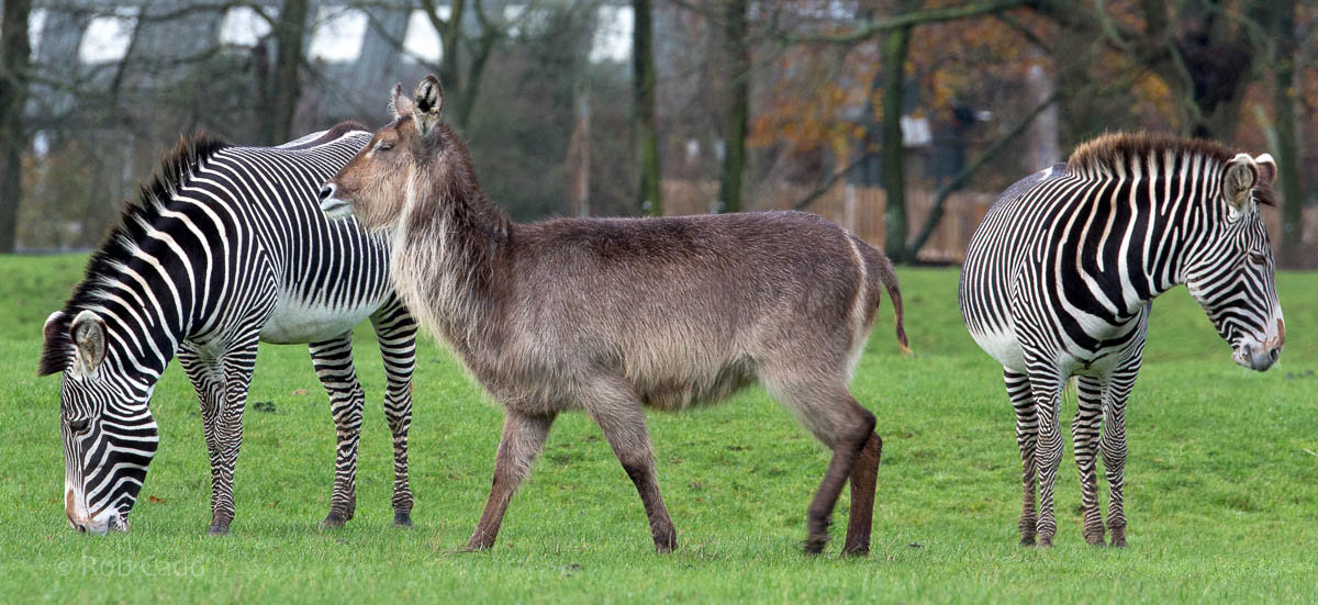 Grevys zebra; ellipsen waterbuck : Whipsnade : 19 Nov 2015