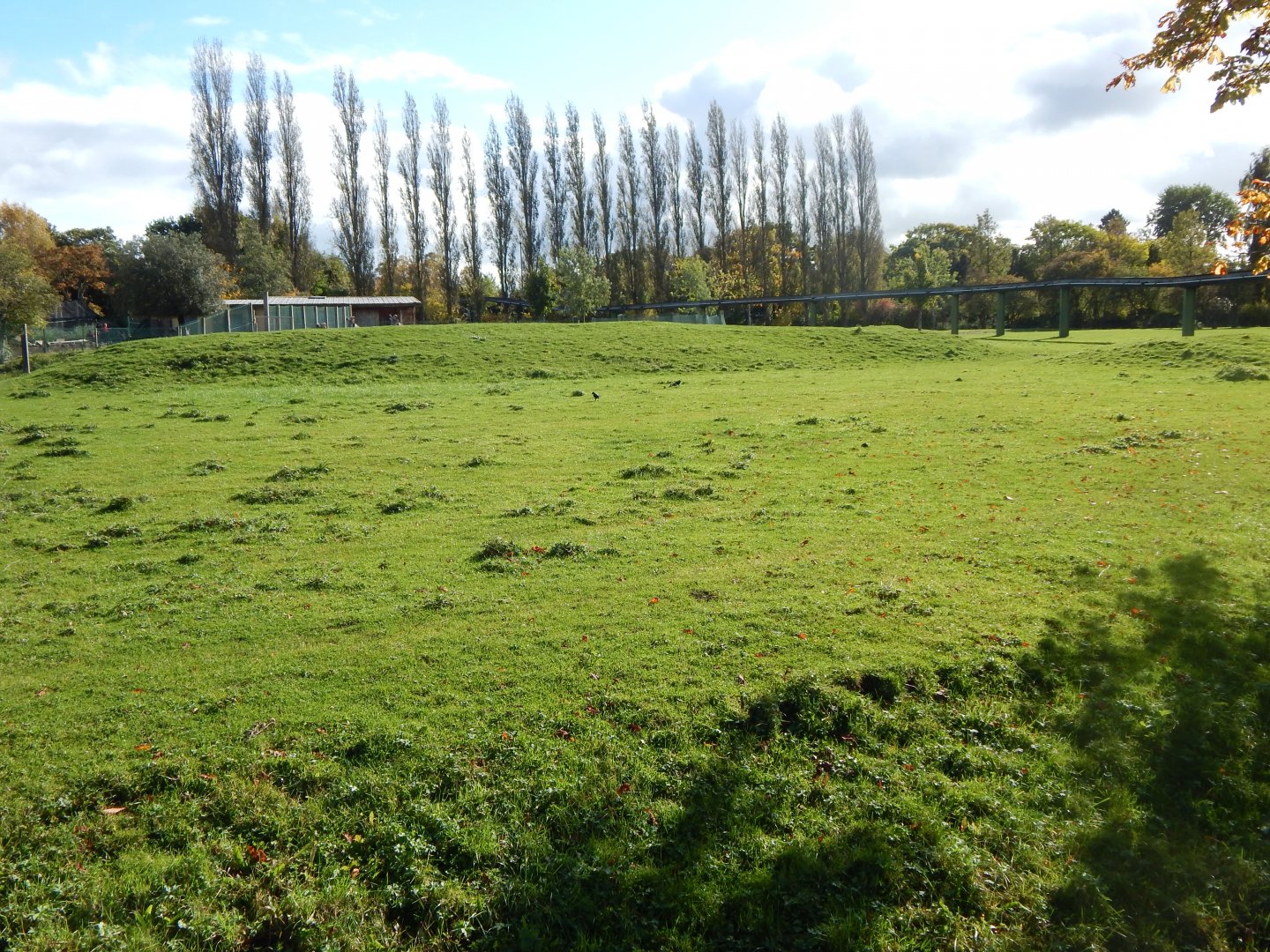 Grevy's zebra enclosure 071020