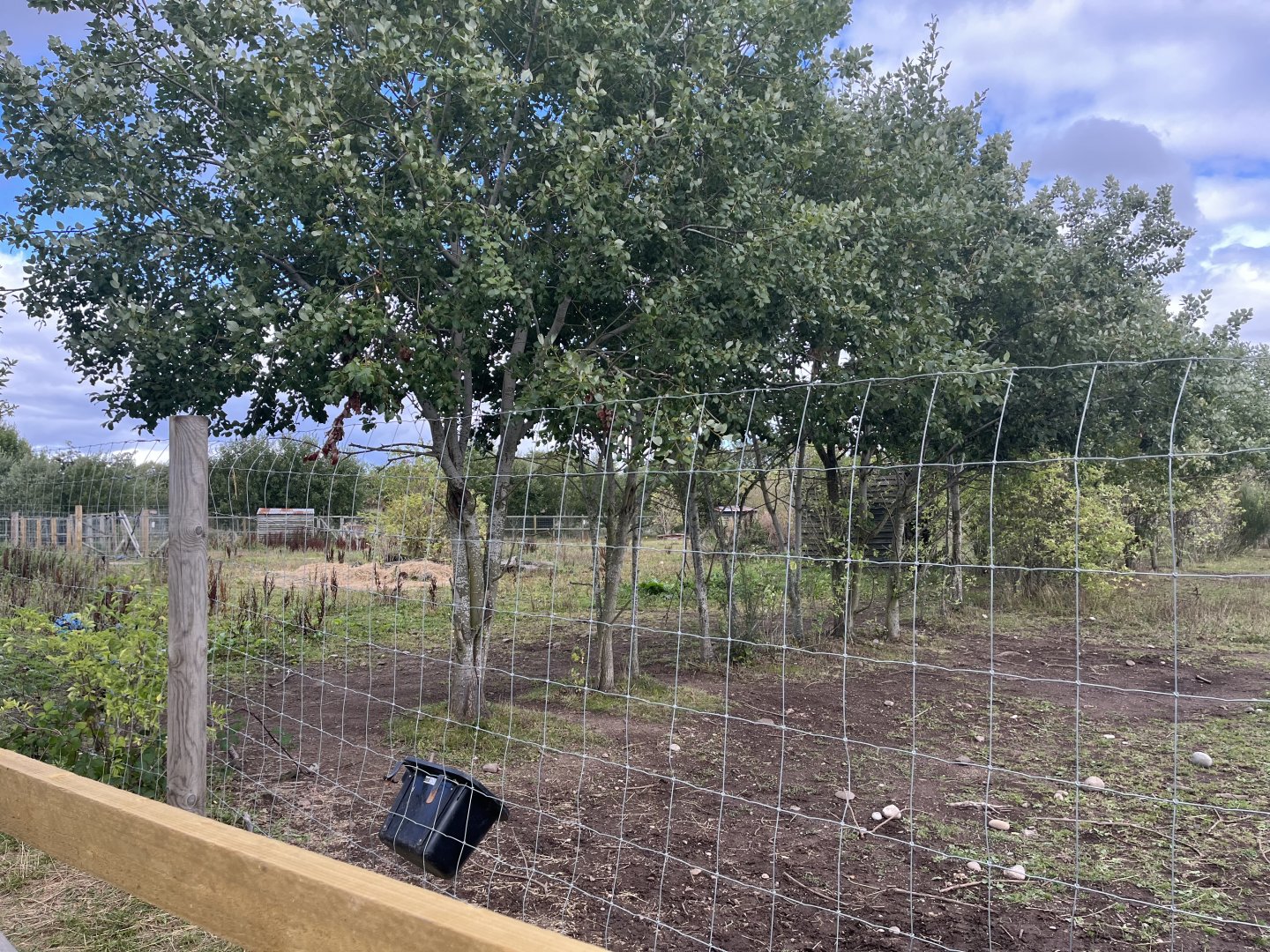 Grevy’s zebra enclosure 1.9.25