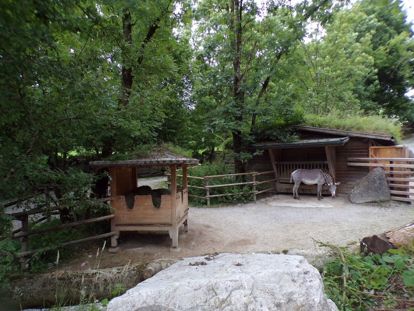 Grevy’s zebra enclosure 13.7.25