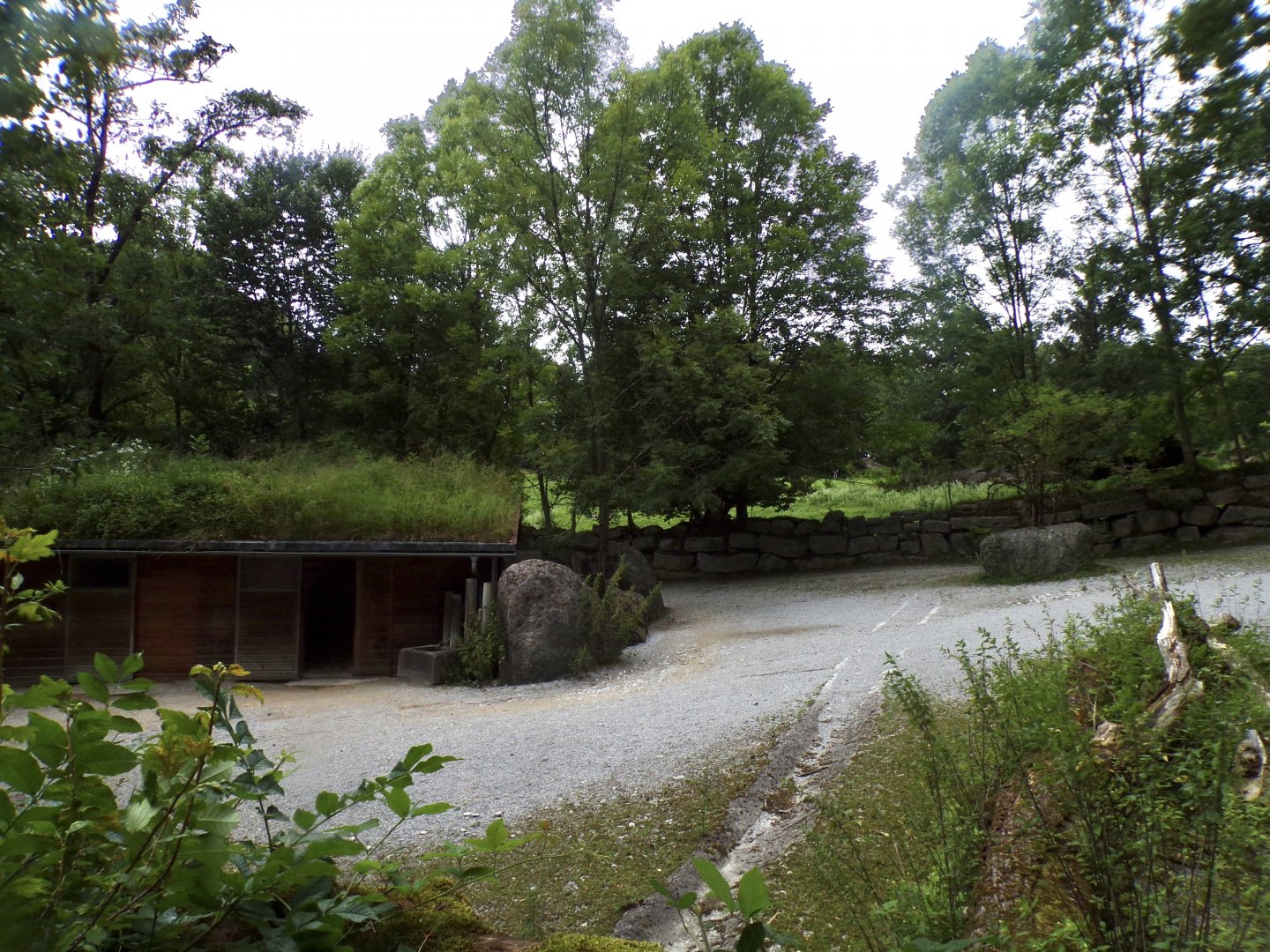 Grevy’s zebra enclosure 13.7.25