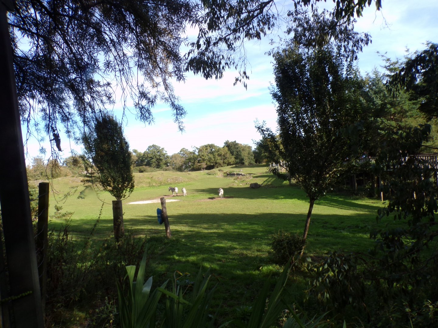 Grevy’s zebra enclosure 16.9.24