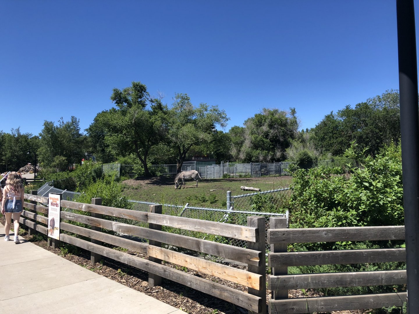 Grevy's Zebra Enclosure at Edmonton Valley Zoo (July 2022)
