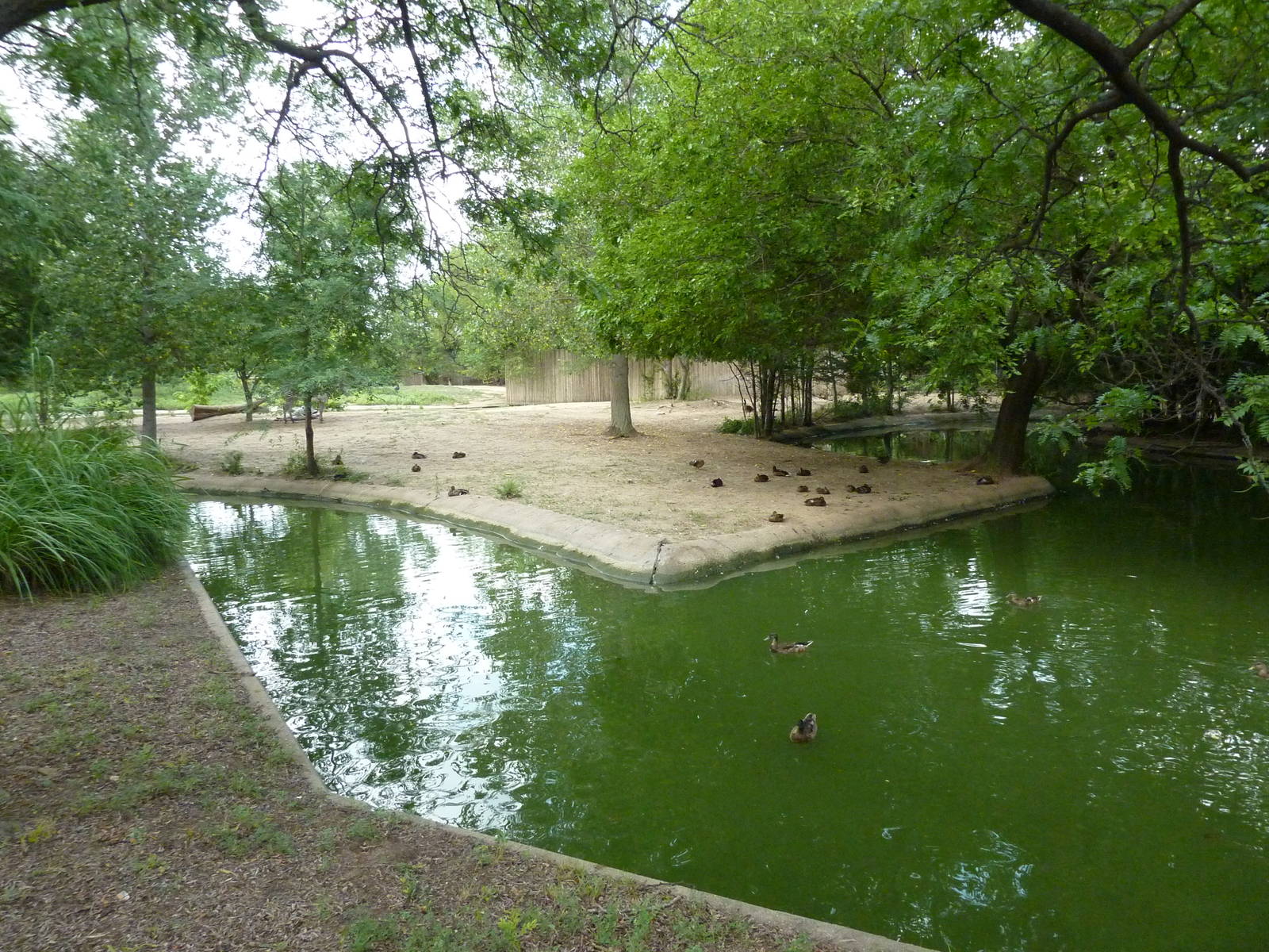 Grevy's Zebra Enclosure