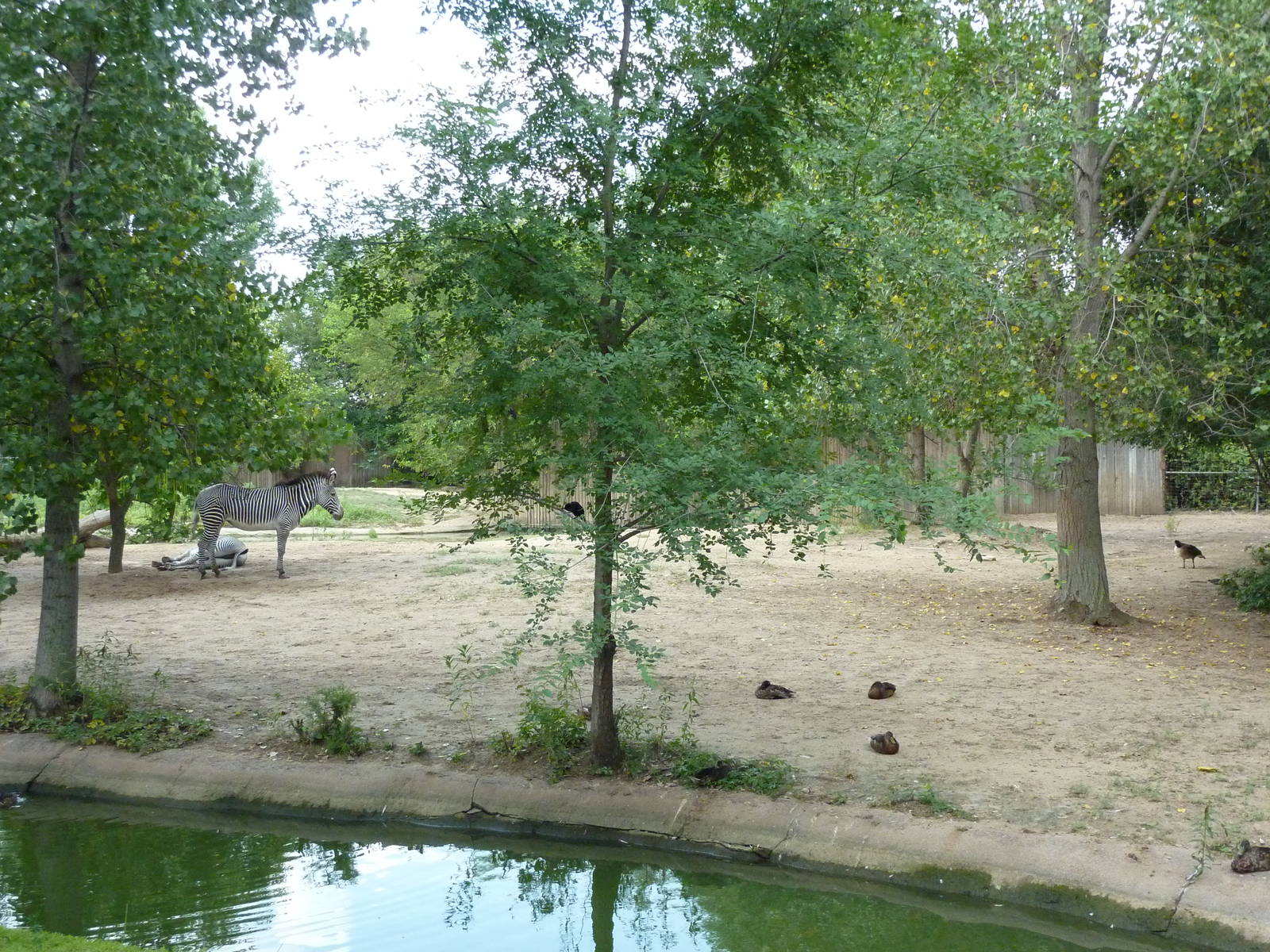 Grevy's Zebra Enclosure