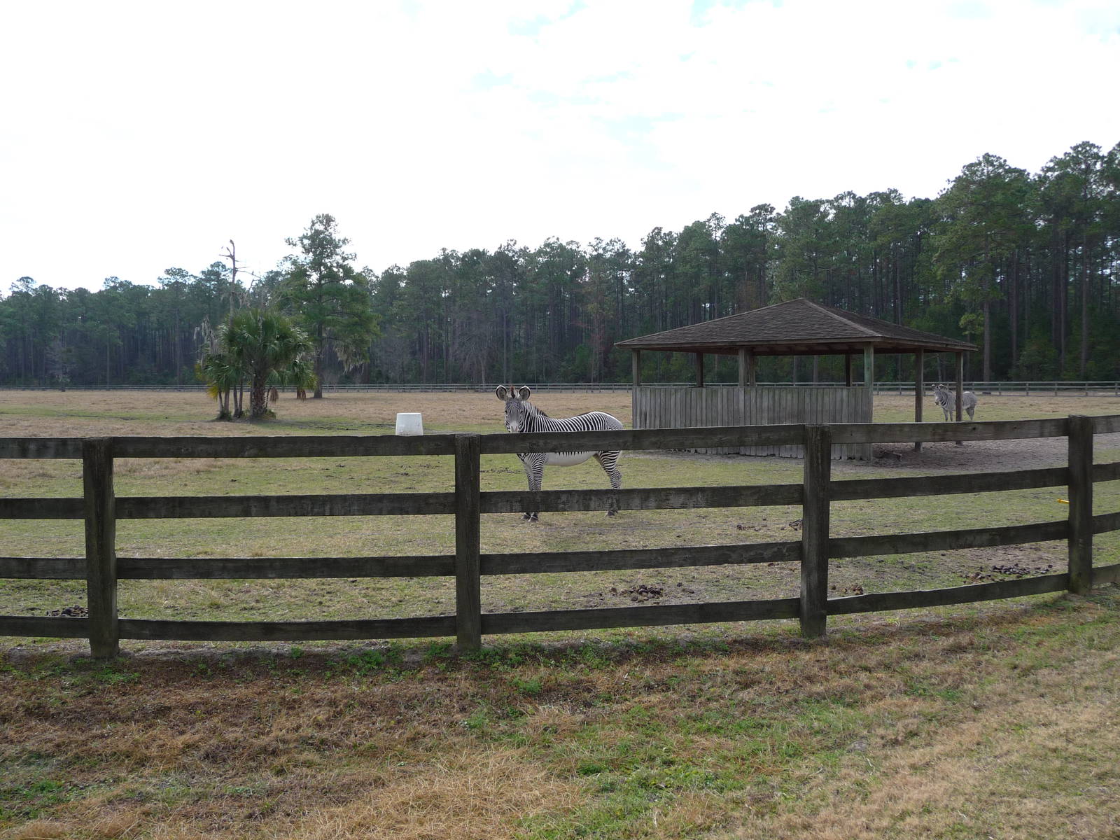 Grevy's Zebra Enclosure