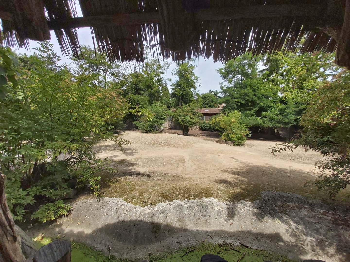 Grevy's zebra enclosure