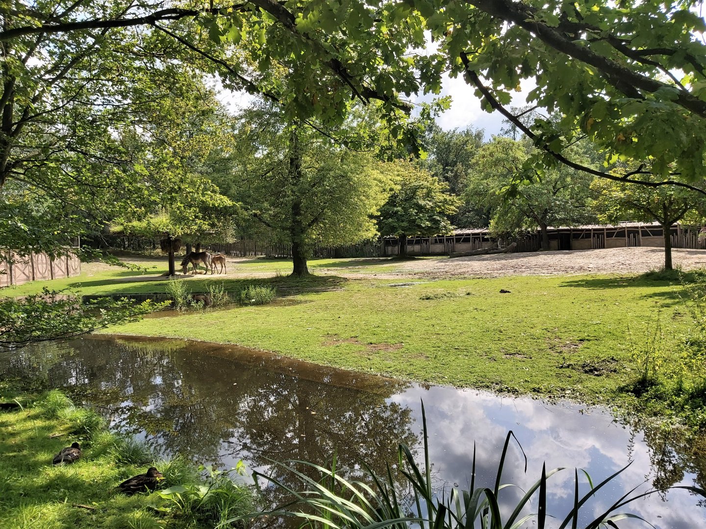 Grevy's zebra enclosure