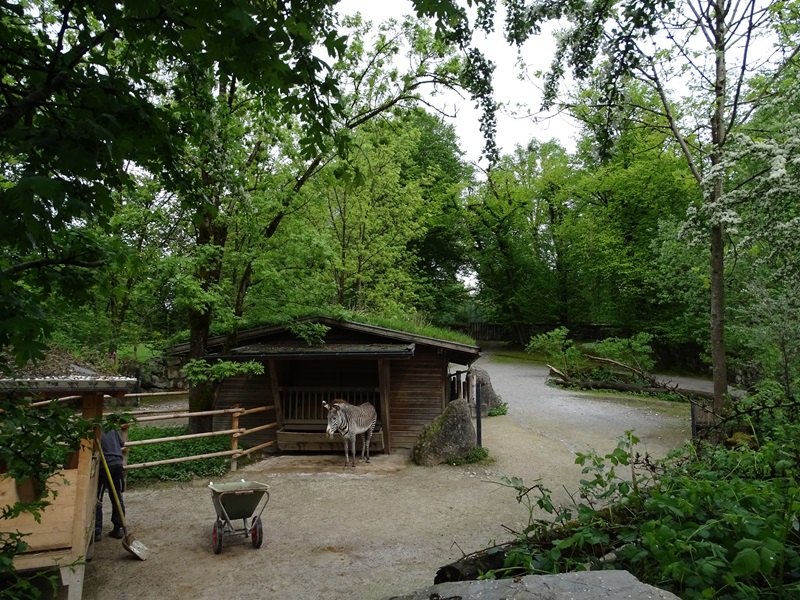 Grevy's zebra enclosure
